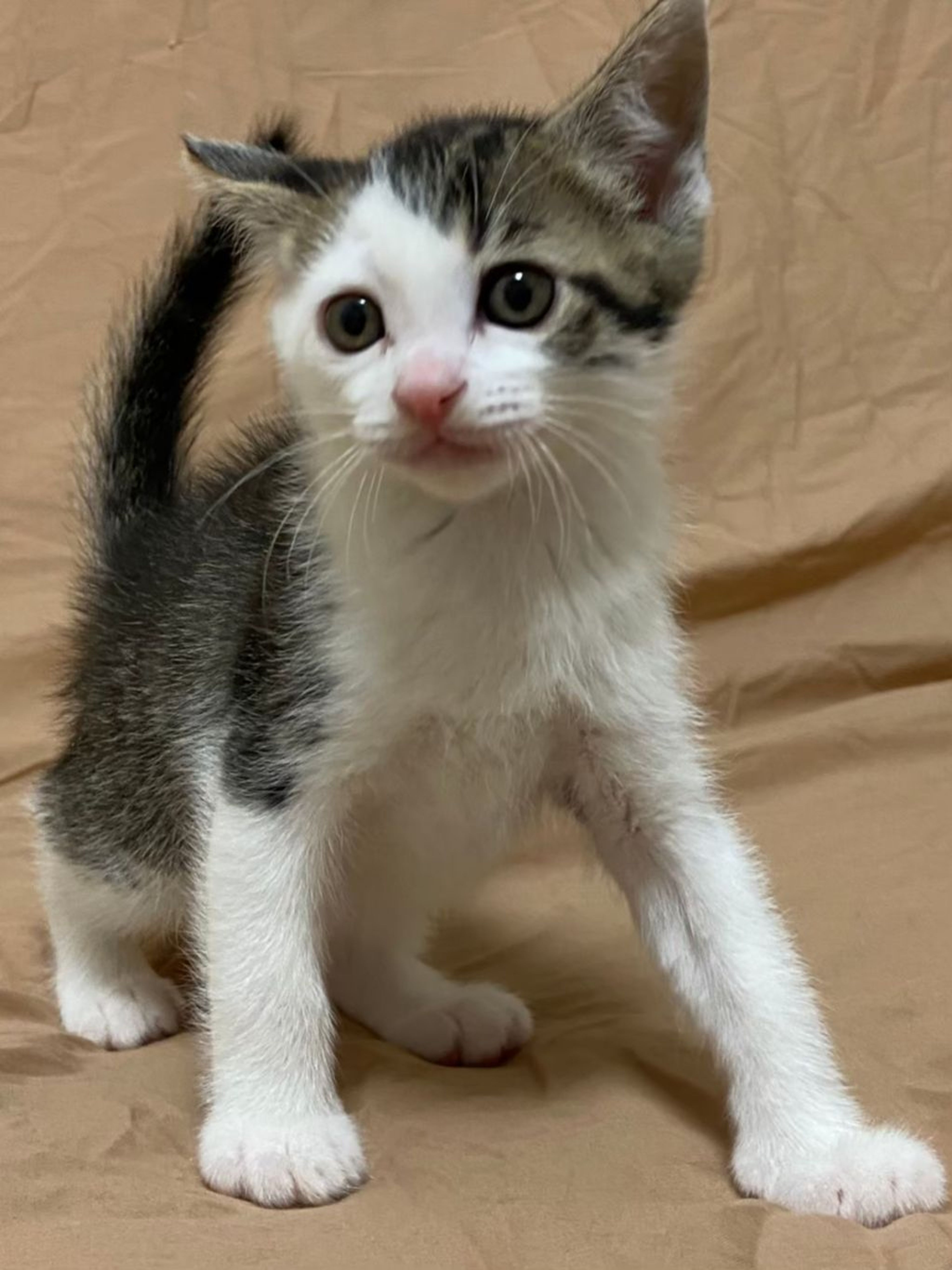 pet-image-10