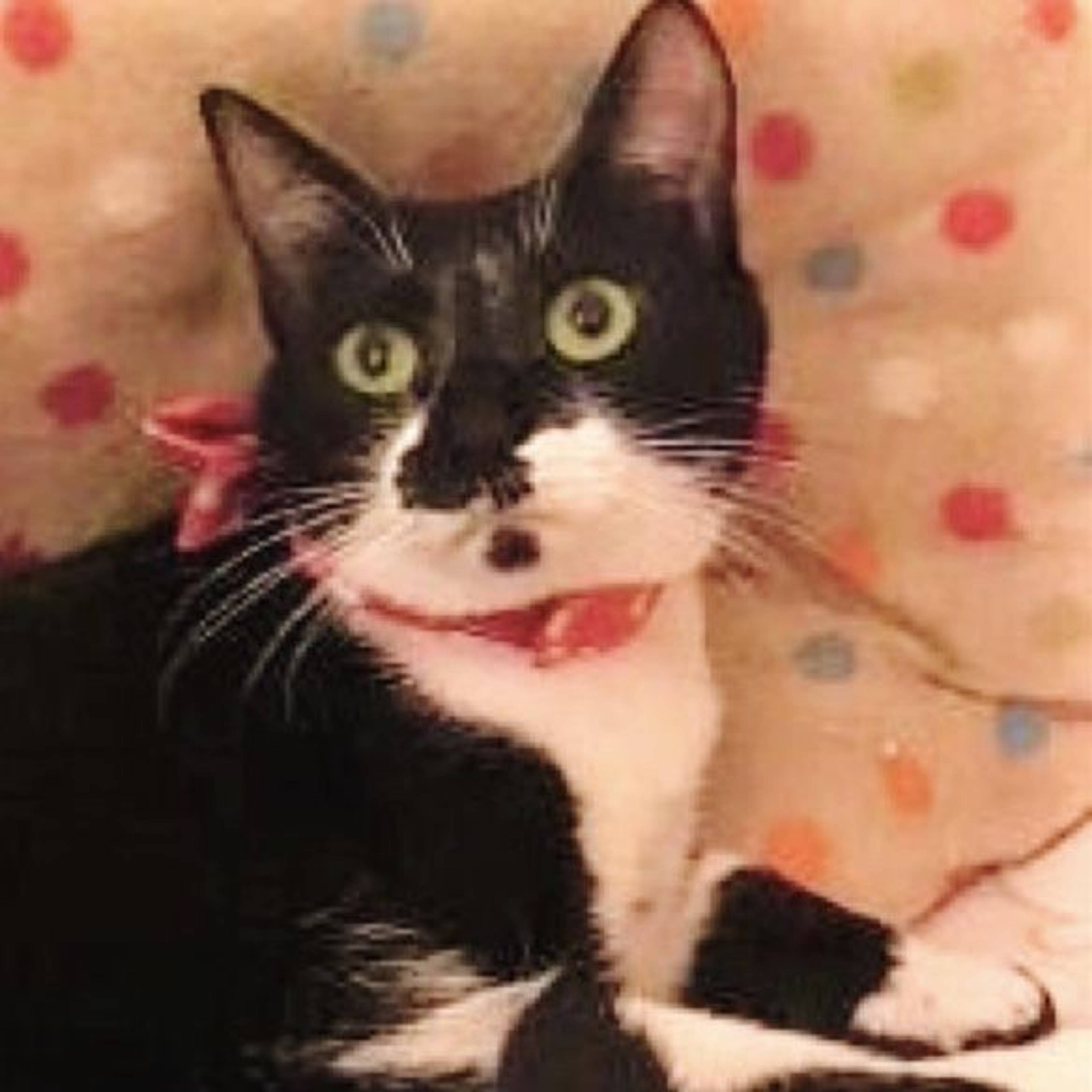 雑種（ミックス猫）・メスの里親募集の写真