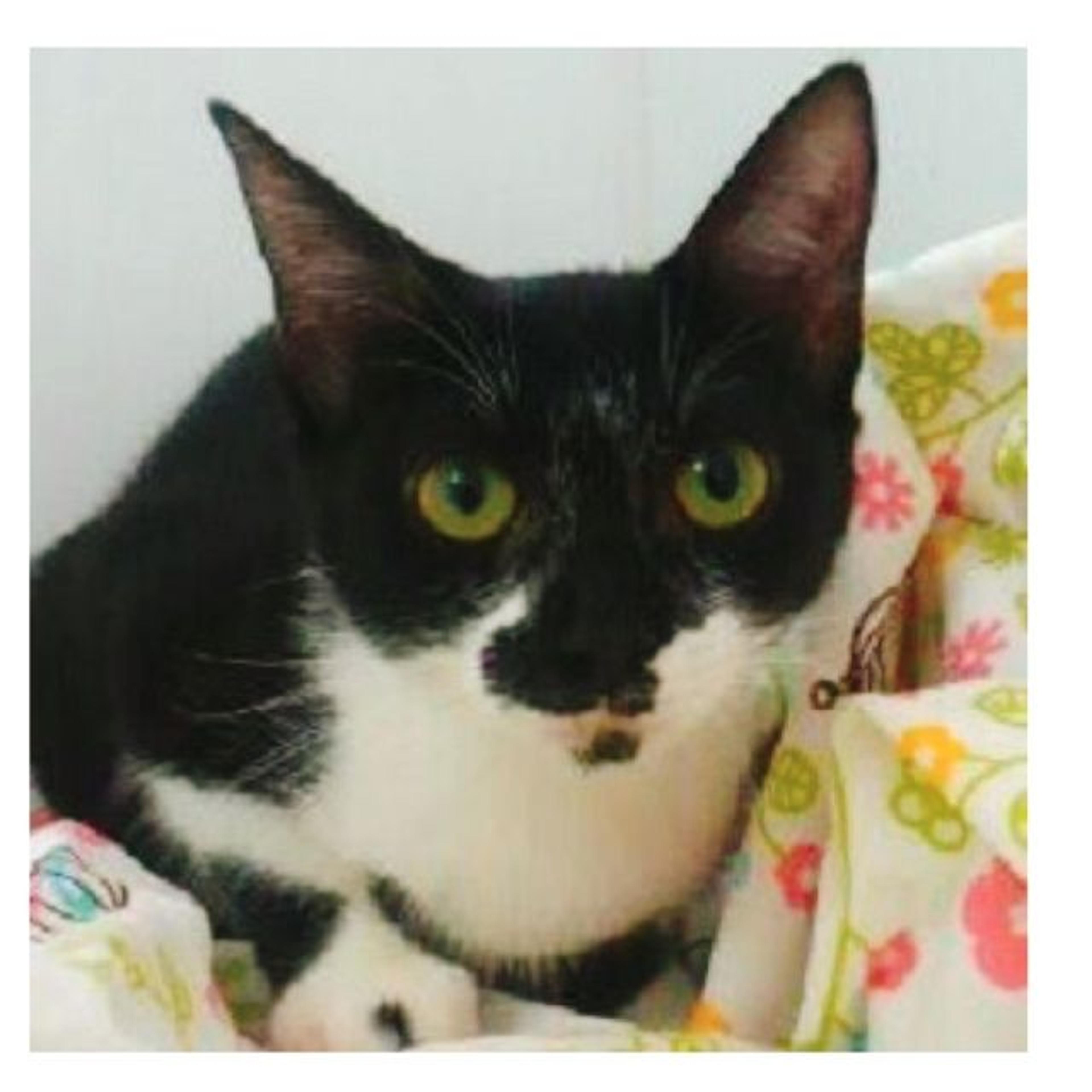 pet-image-2