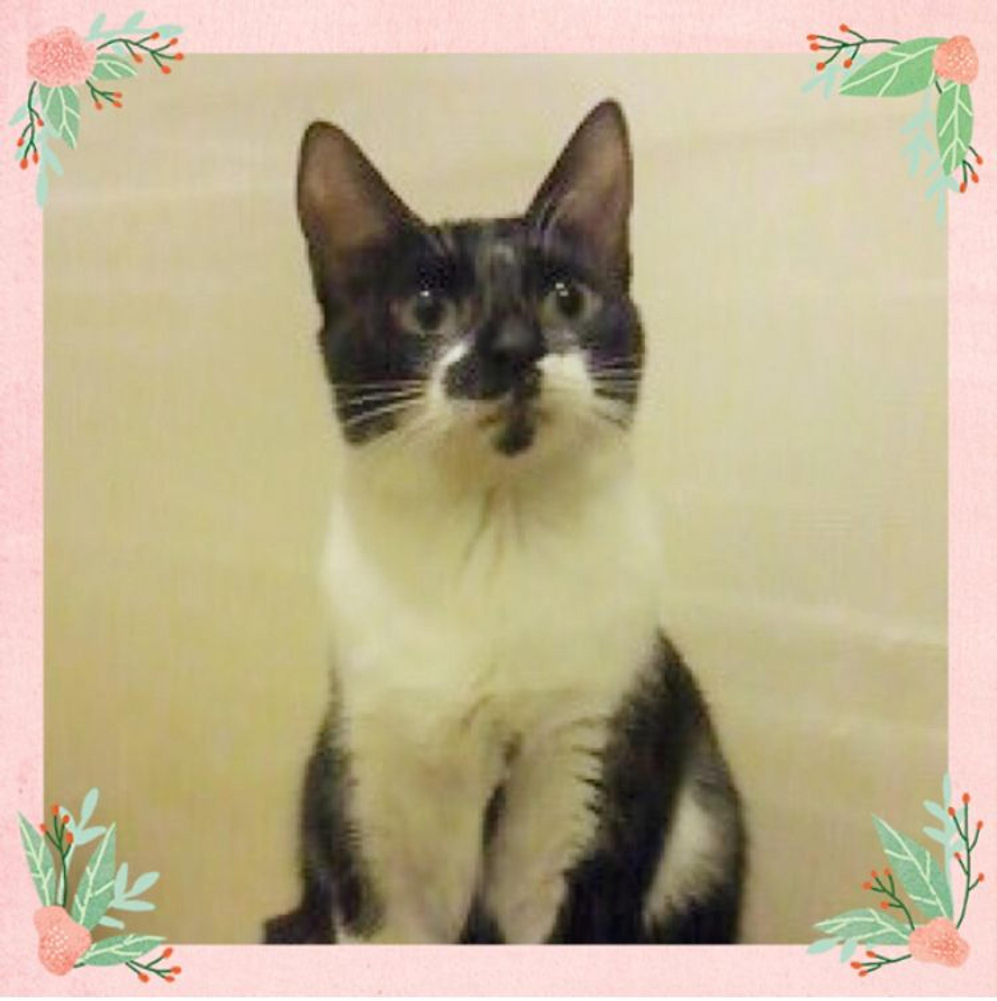 pet-image-3