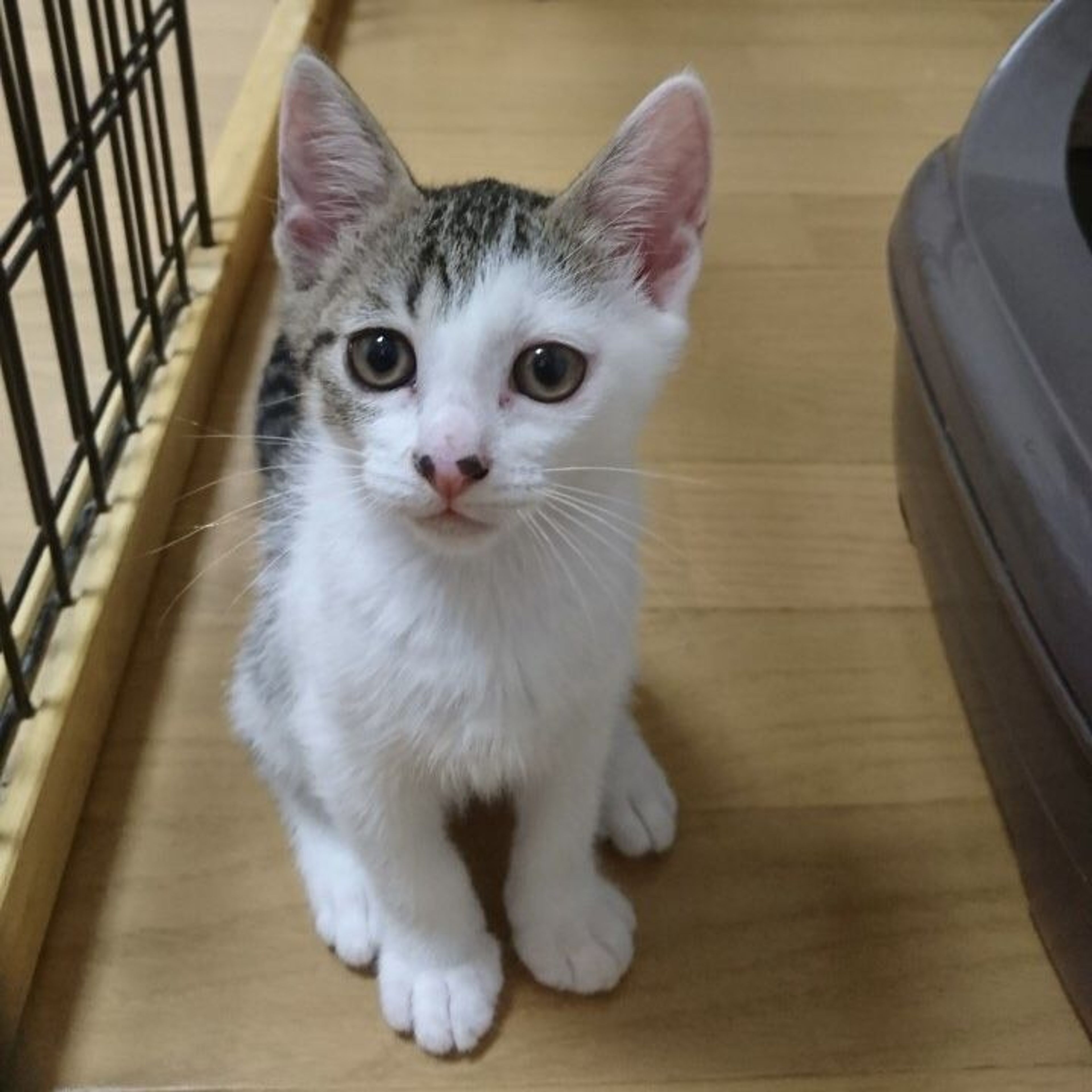 雑種（ミックス猫）・メスの里親募集の写真