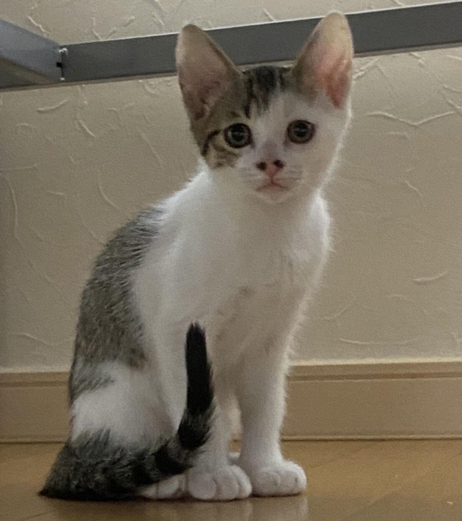 pet-image-2
