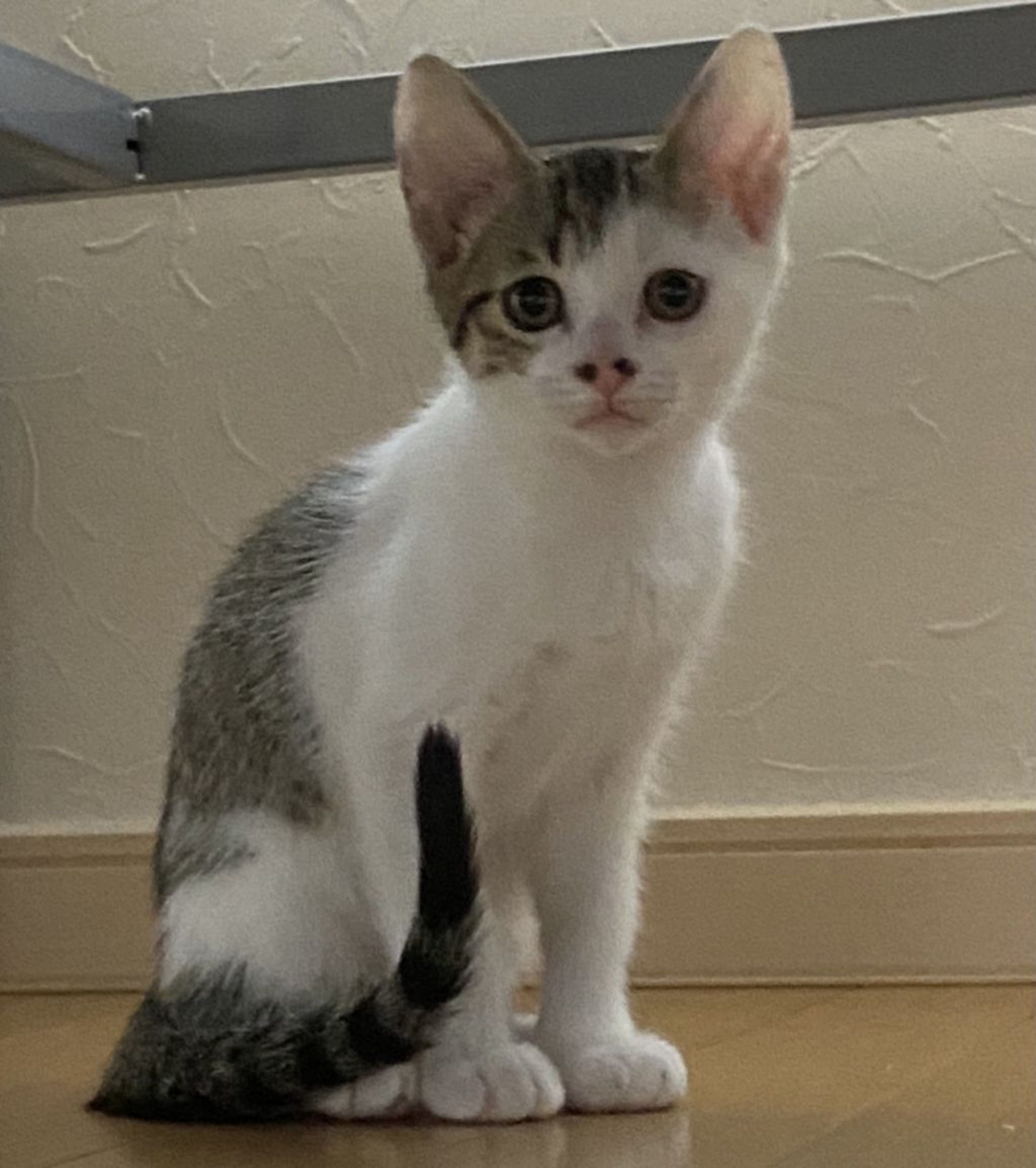 pet-image-2
