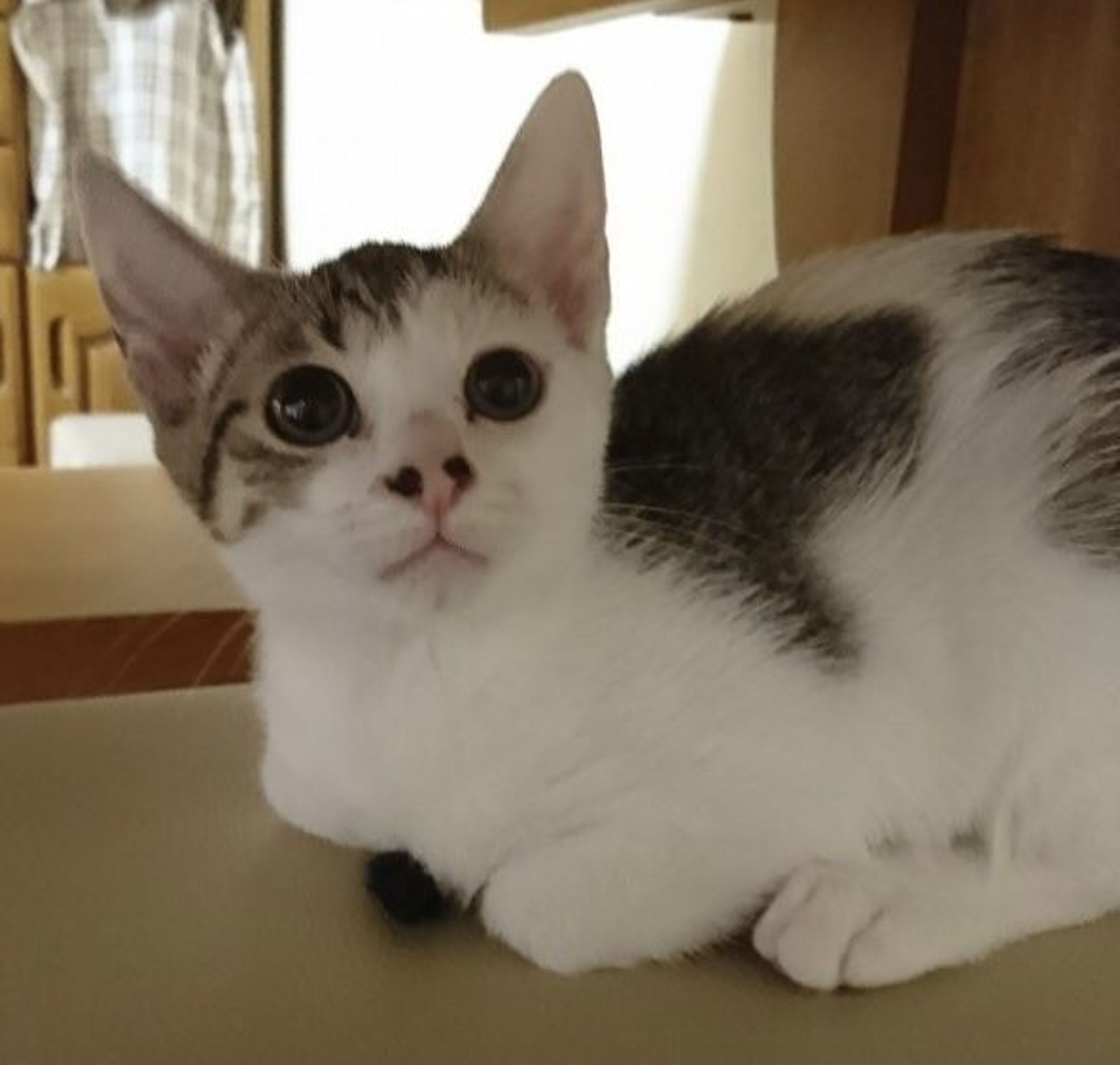 pet-image-3