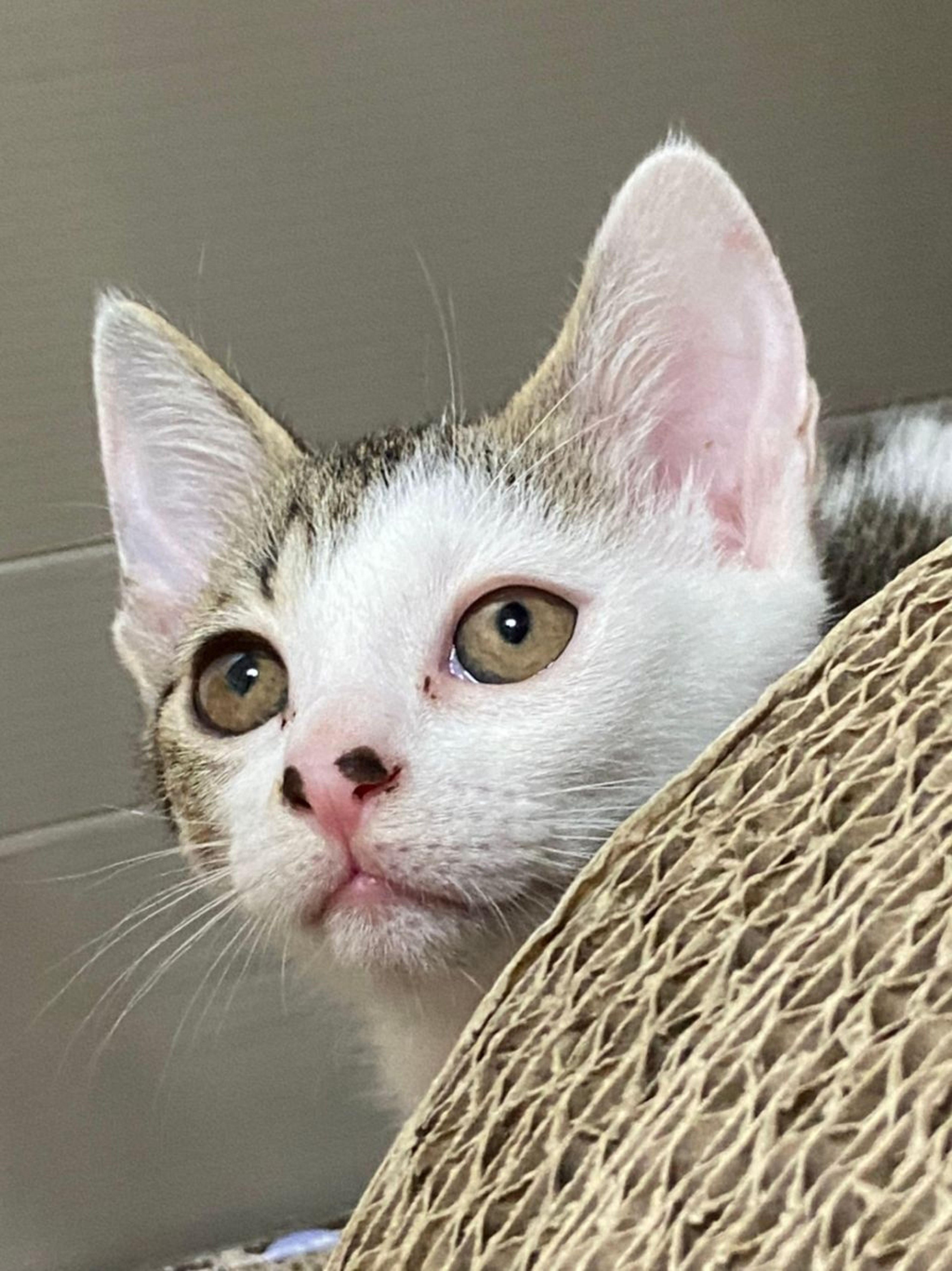 pet-image-4