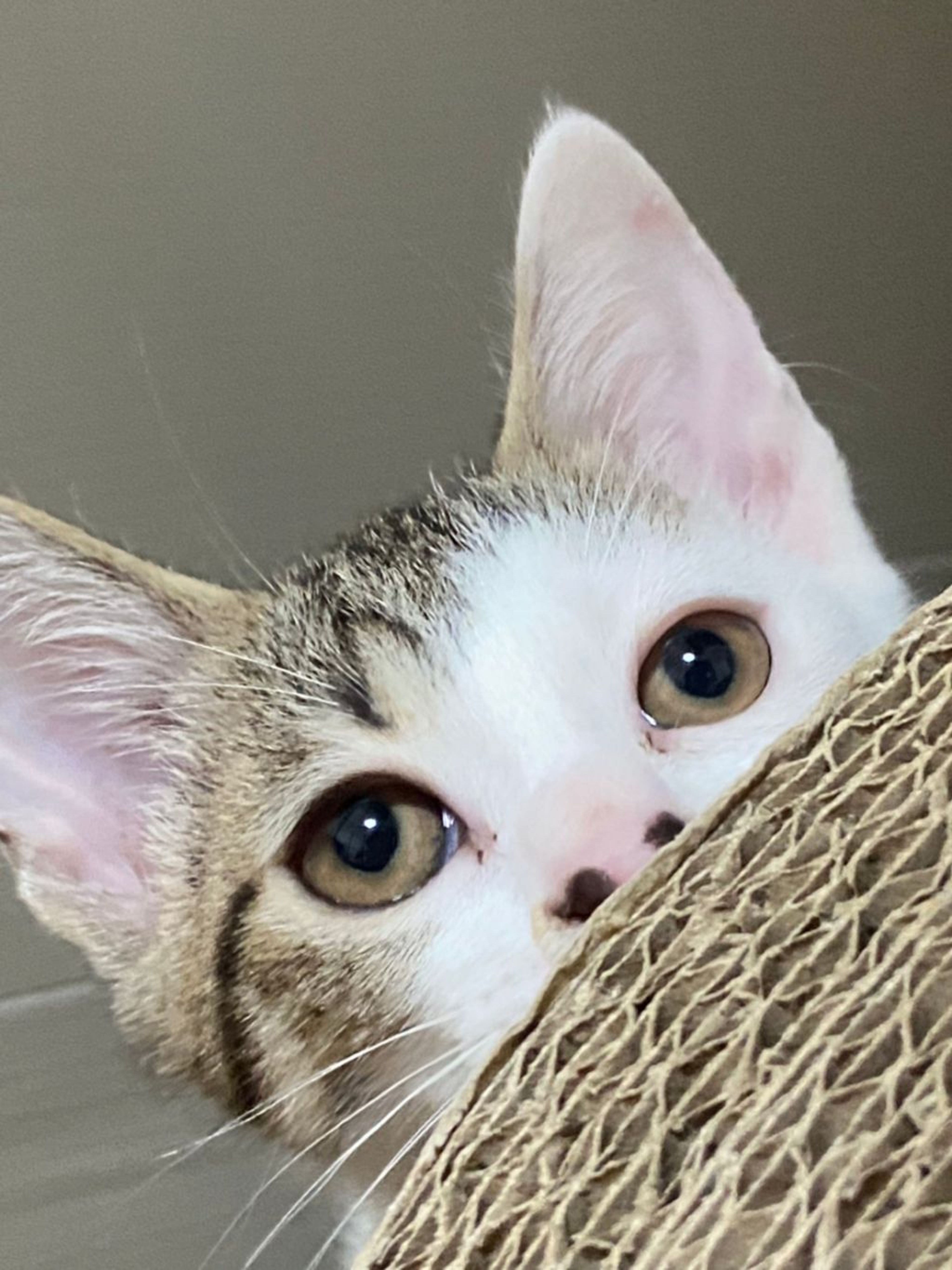 pet-image-5