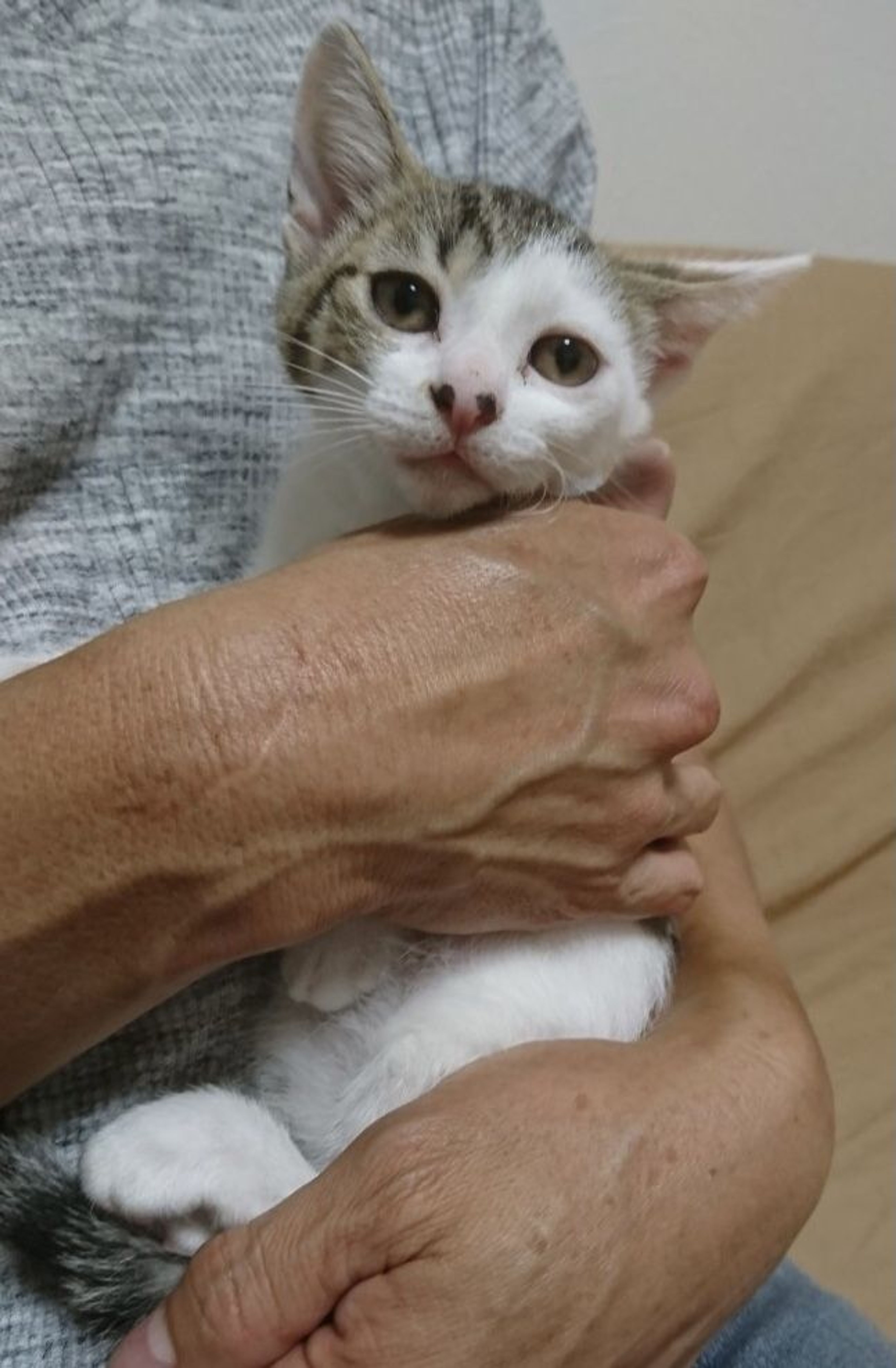pet-image-6