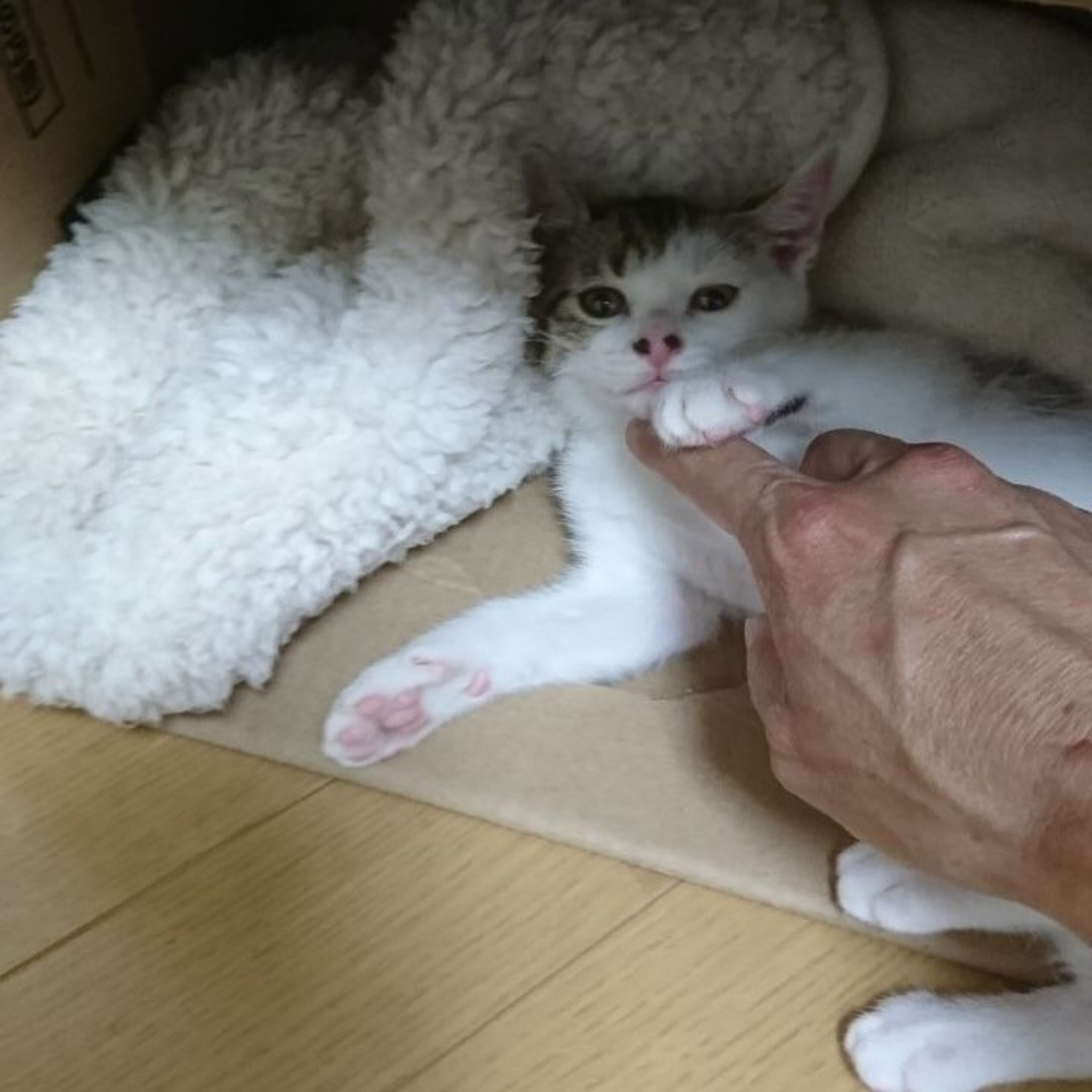 pet-image-7