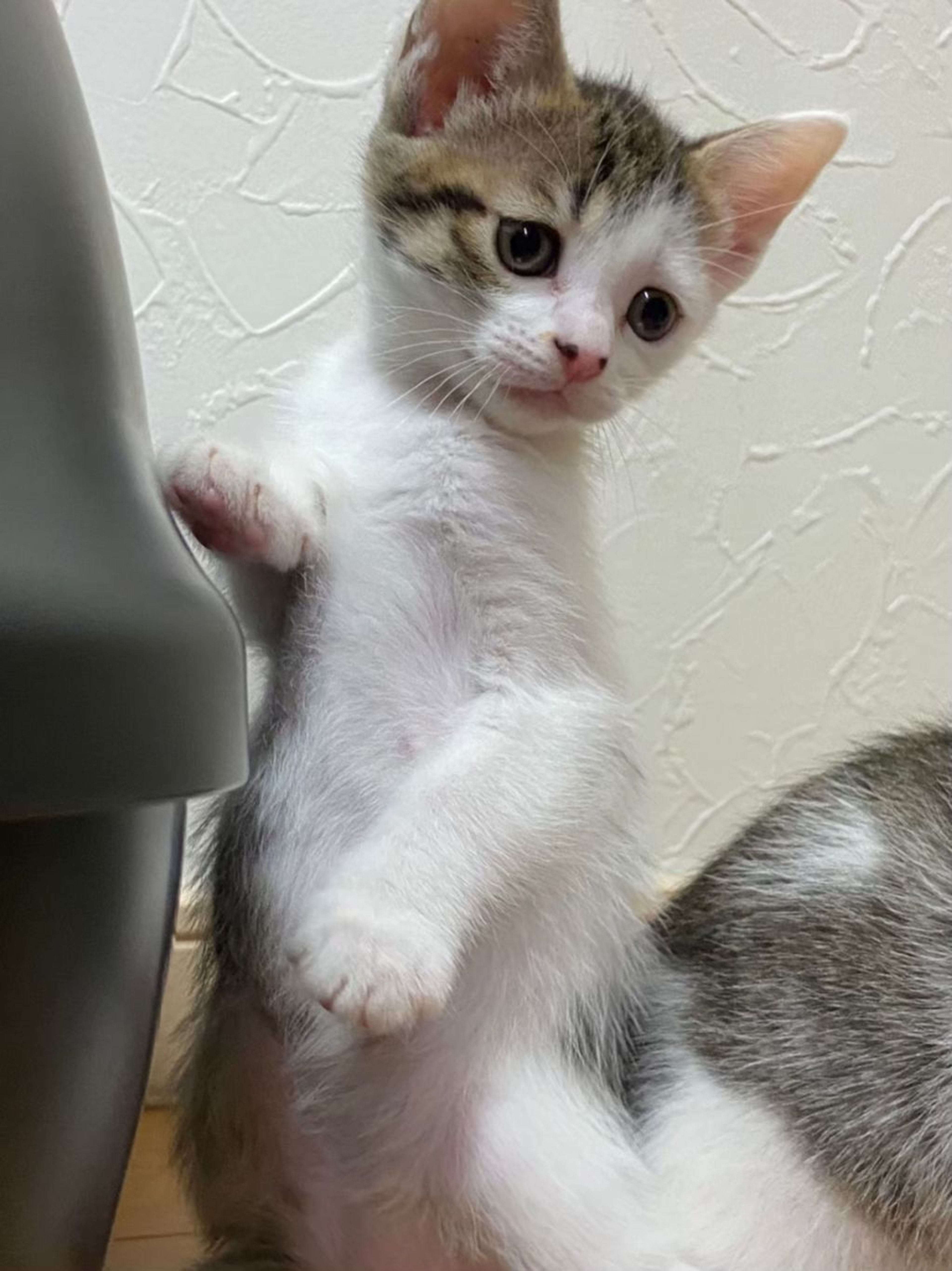 pet-image-8