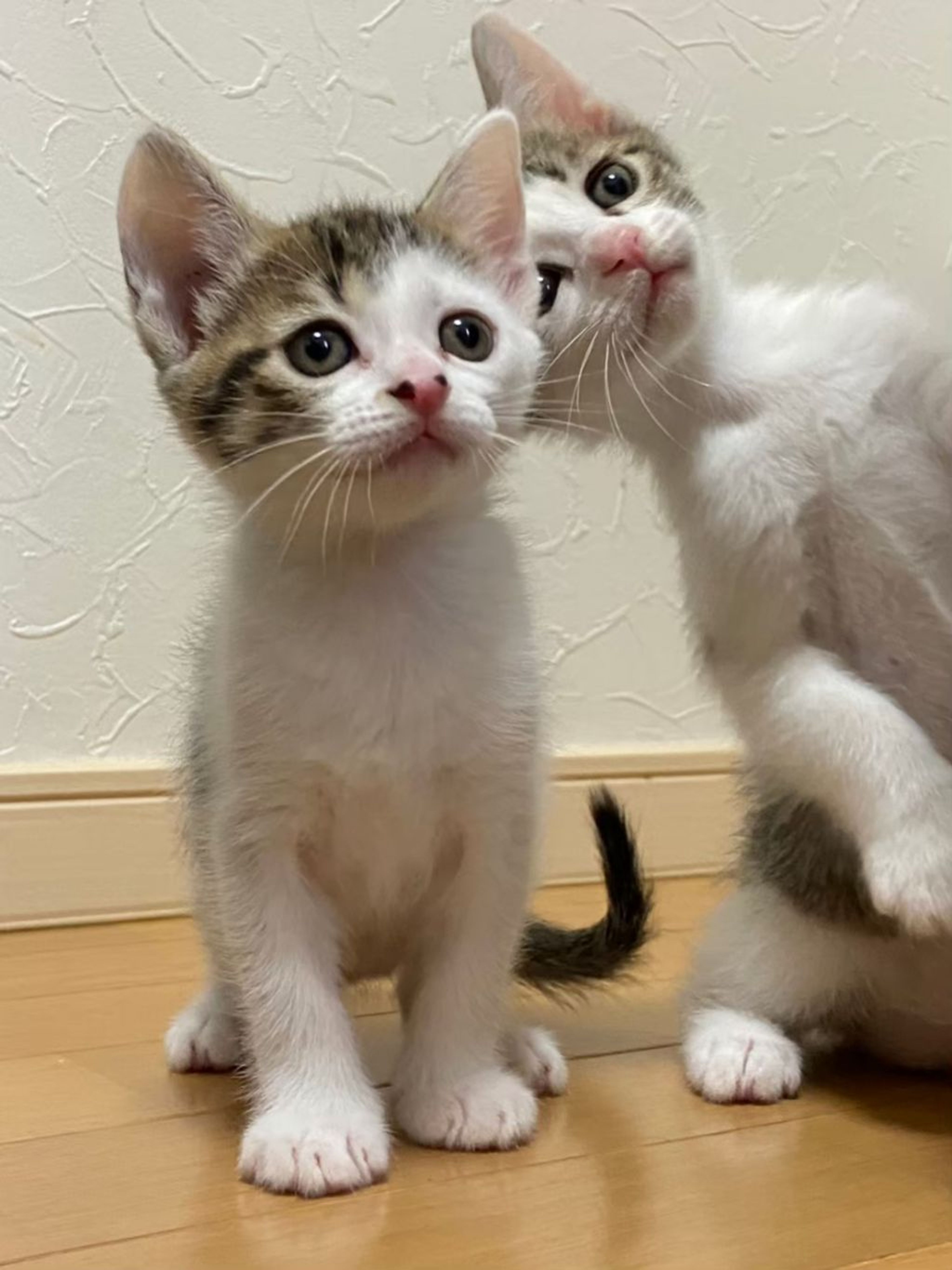 pet-image-9