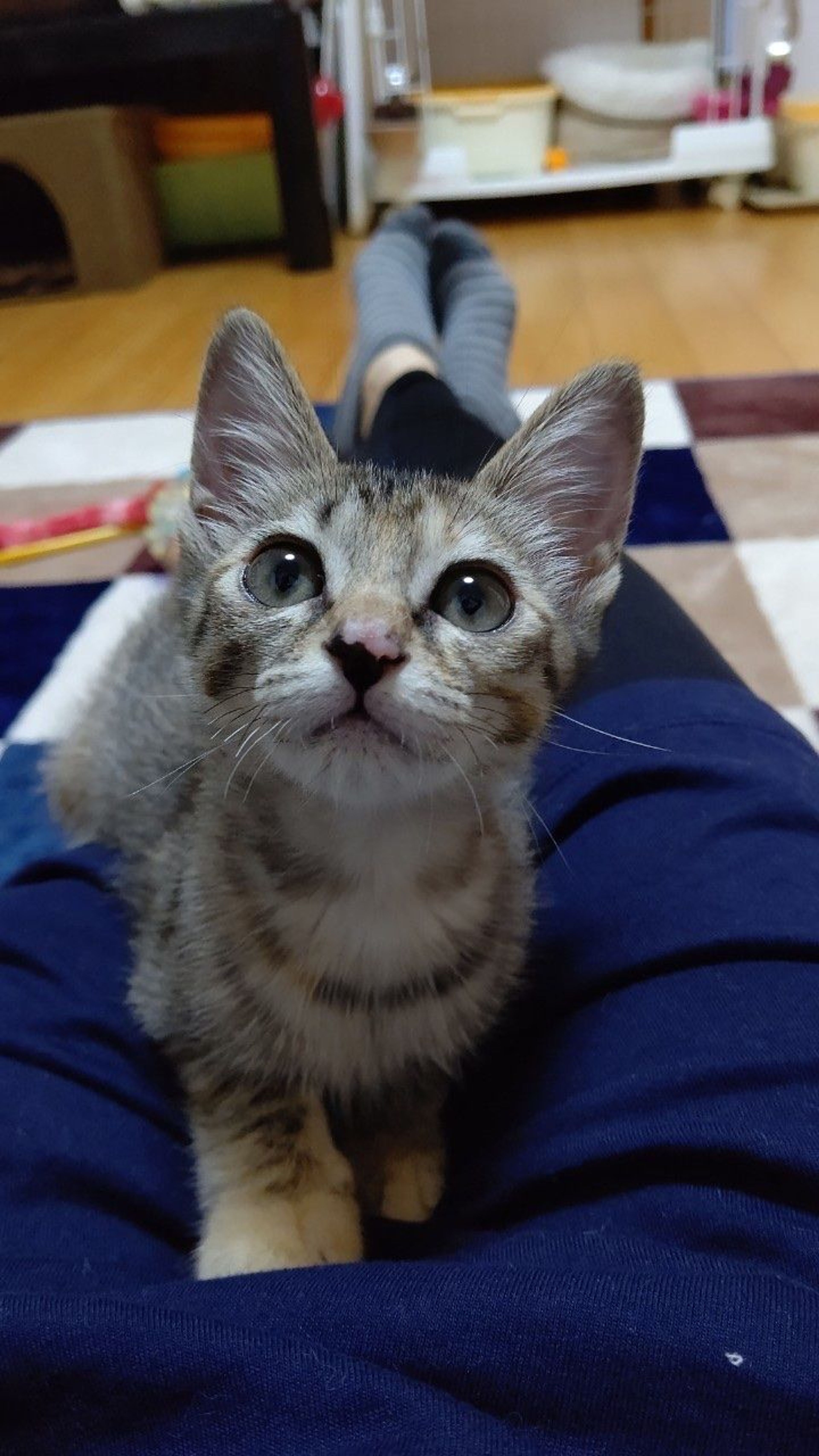 雑種（ミックス猫）・メスの里親募集の写真