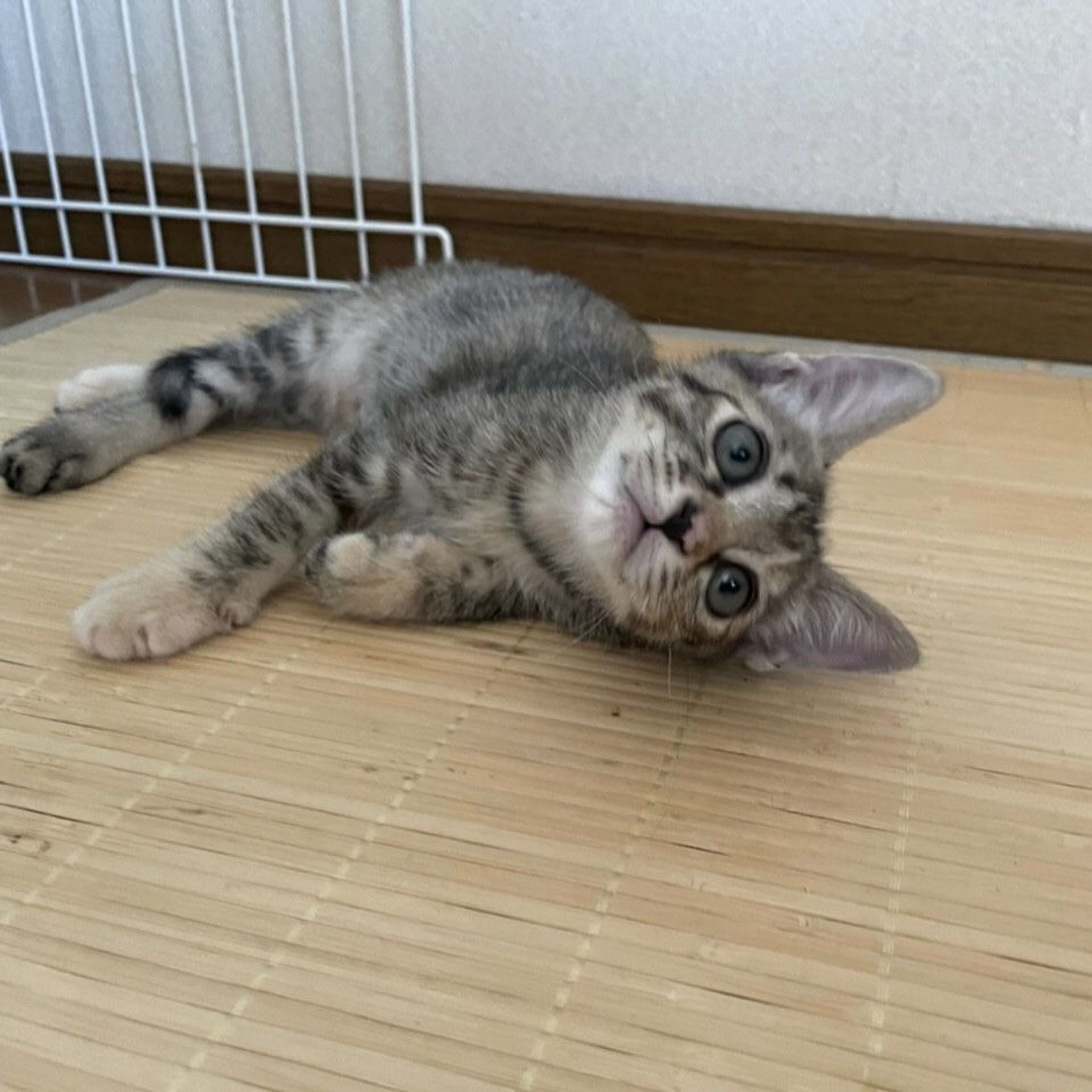 pet-image-4