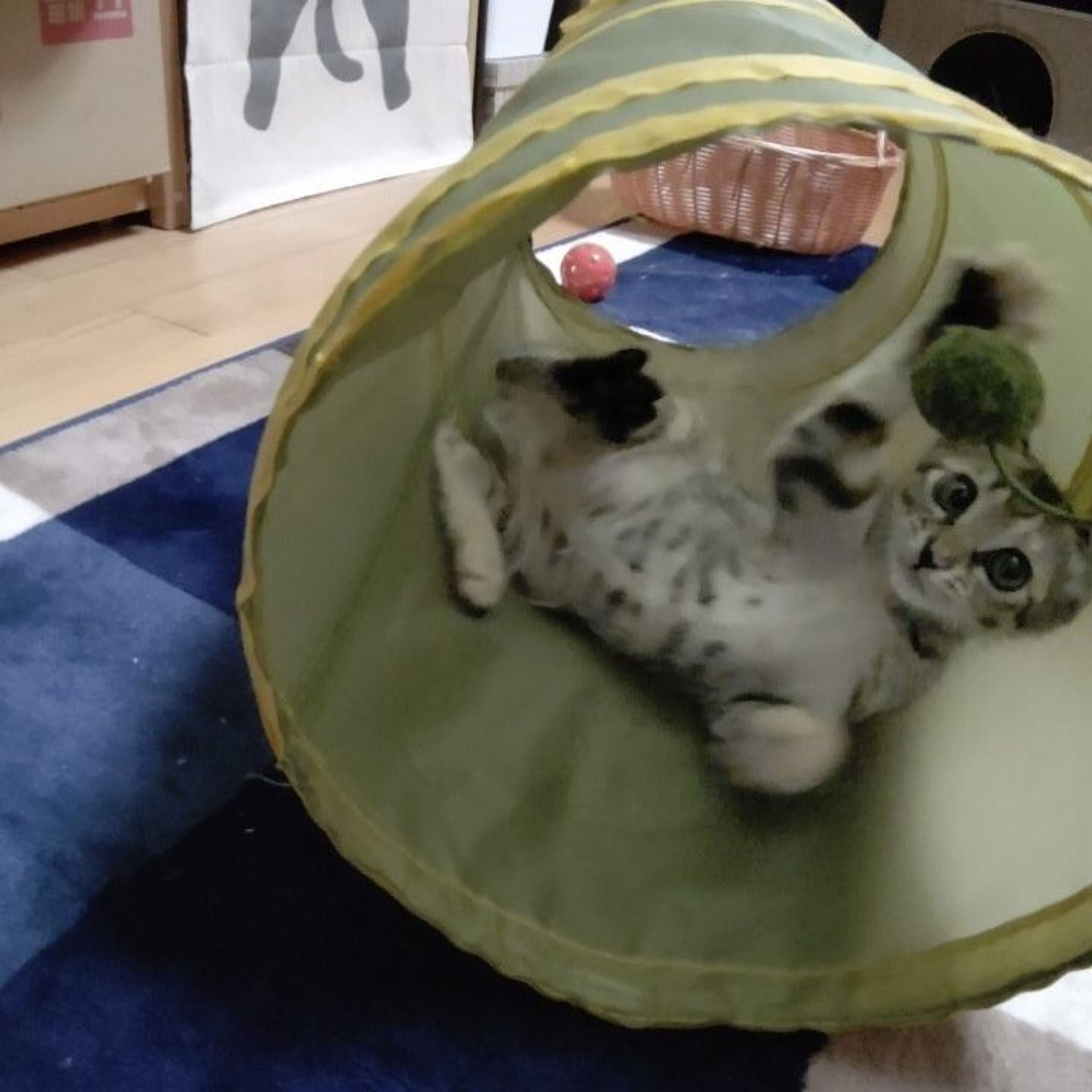 pet-image-6