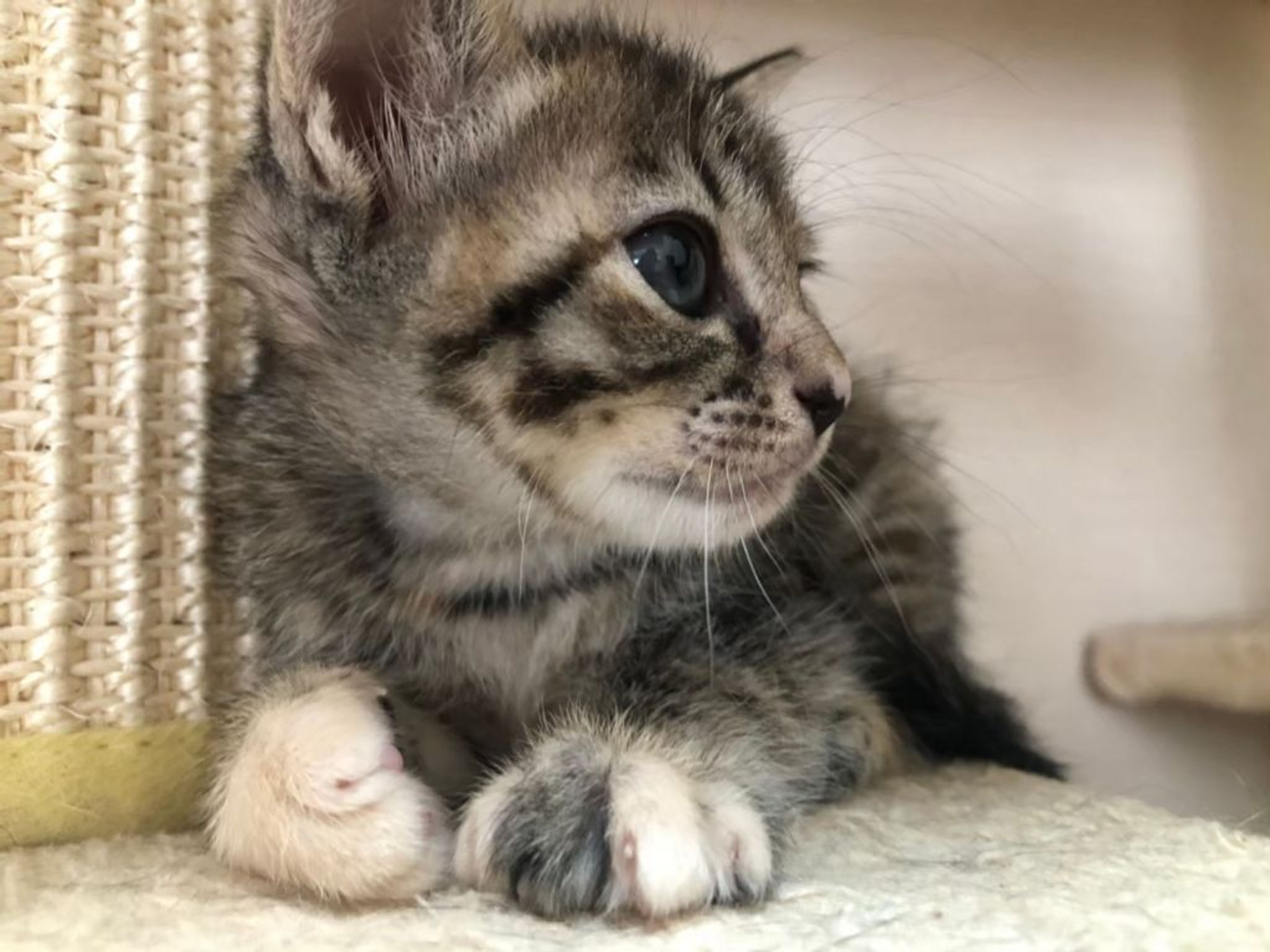 pet-image-9