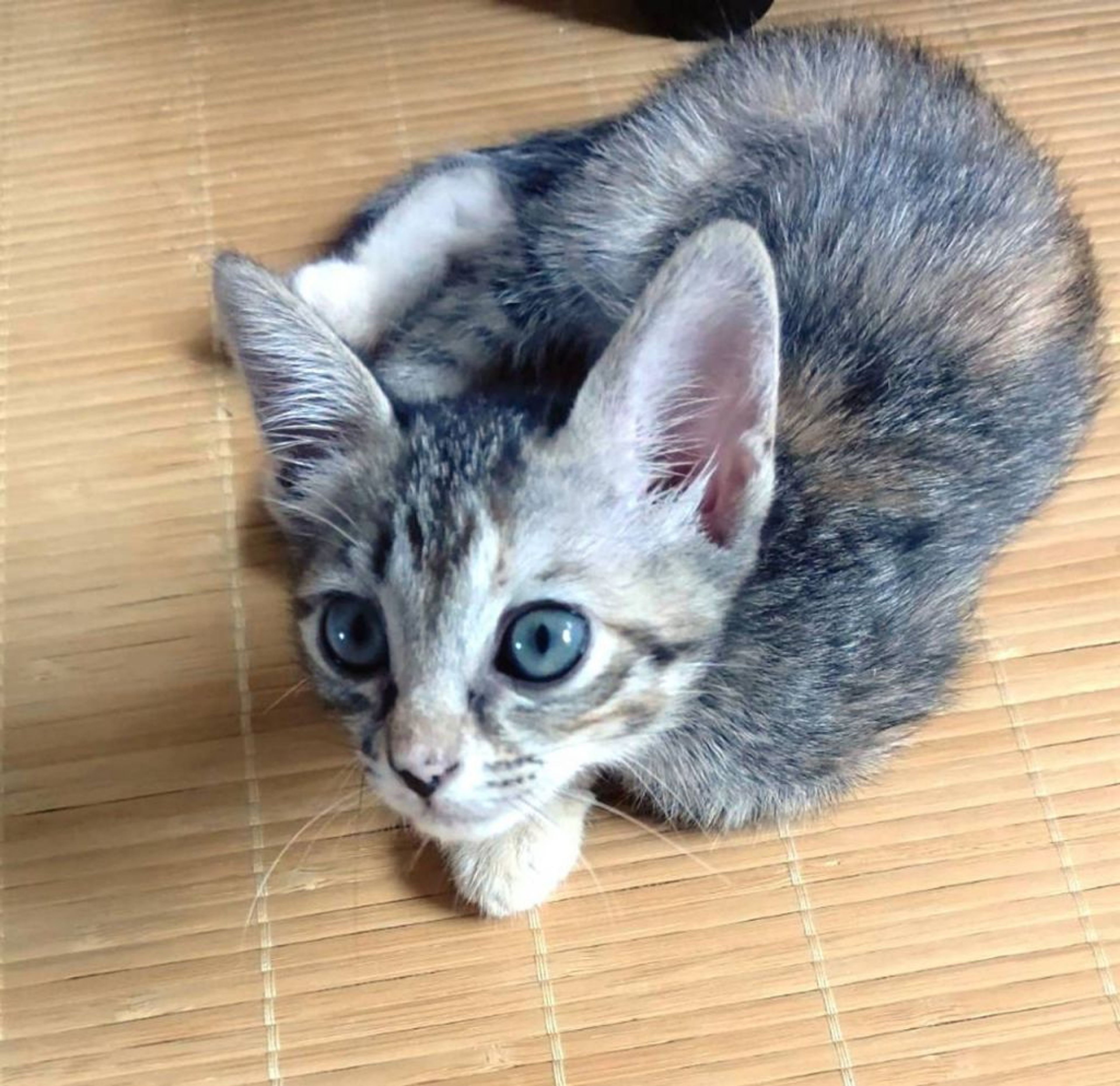 pet-image-2