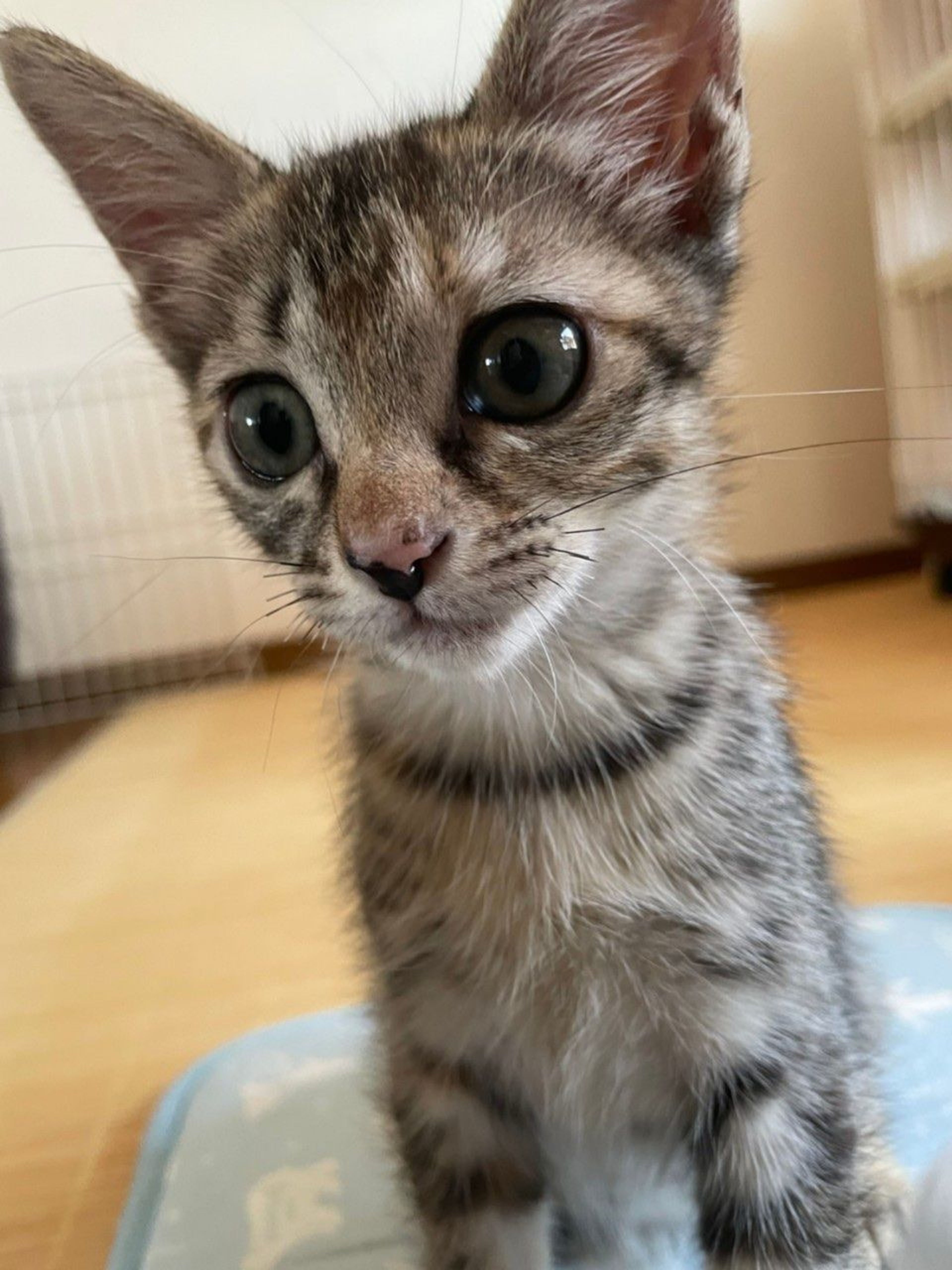 pet-image-3