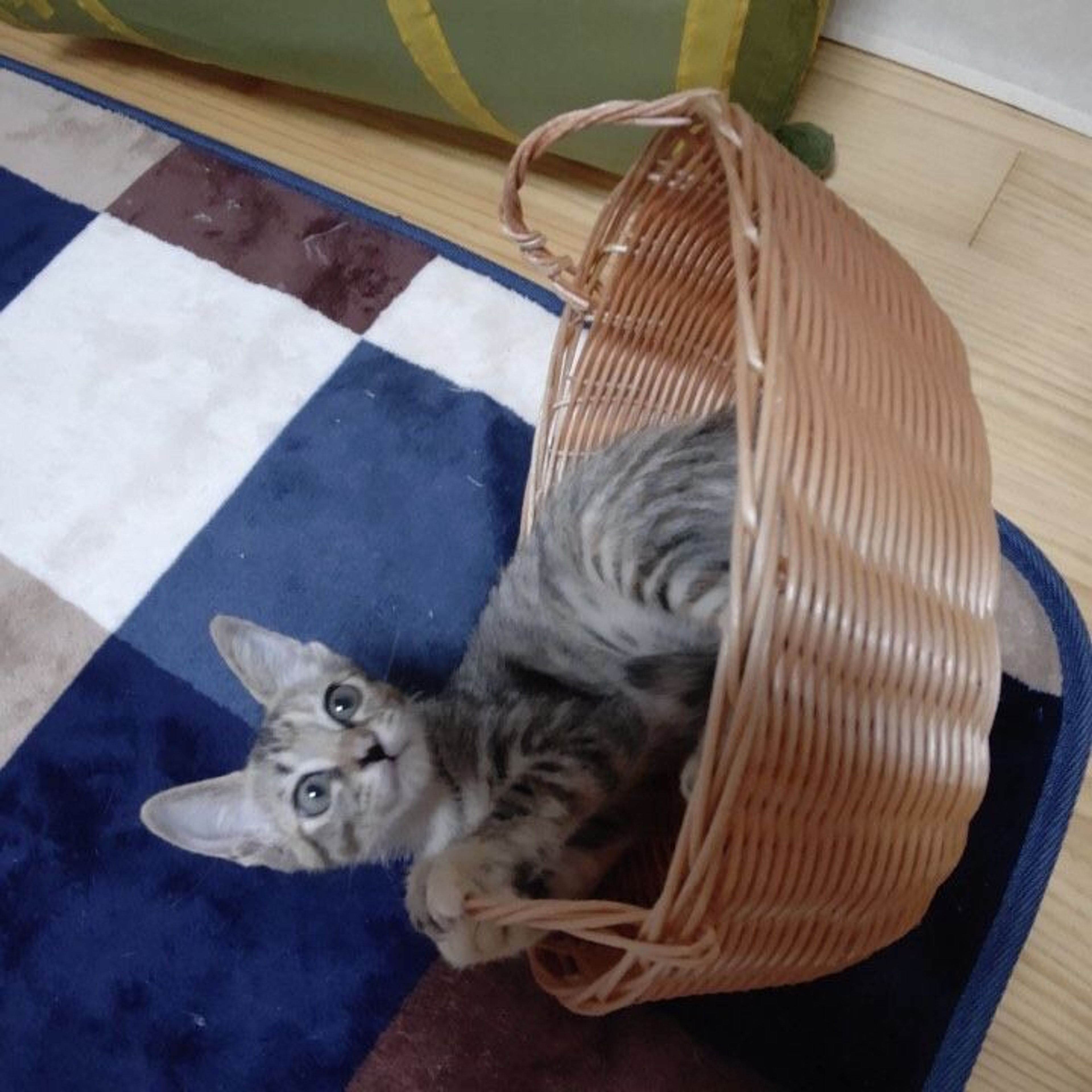 pet-image-5