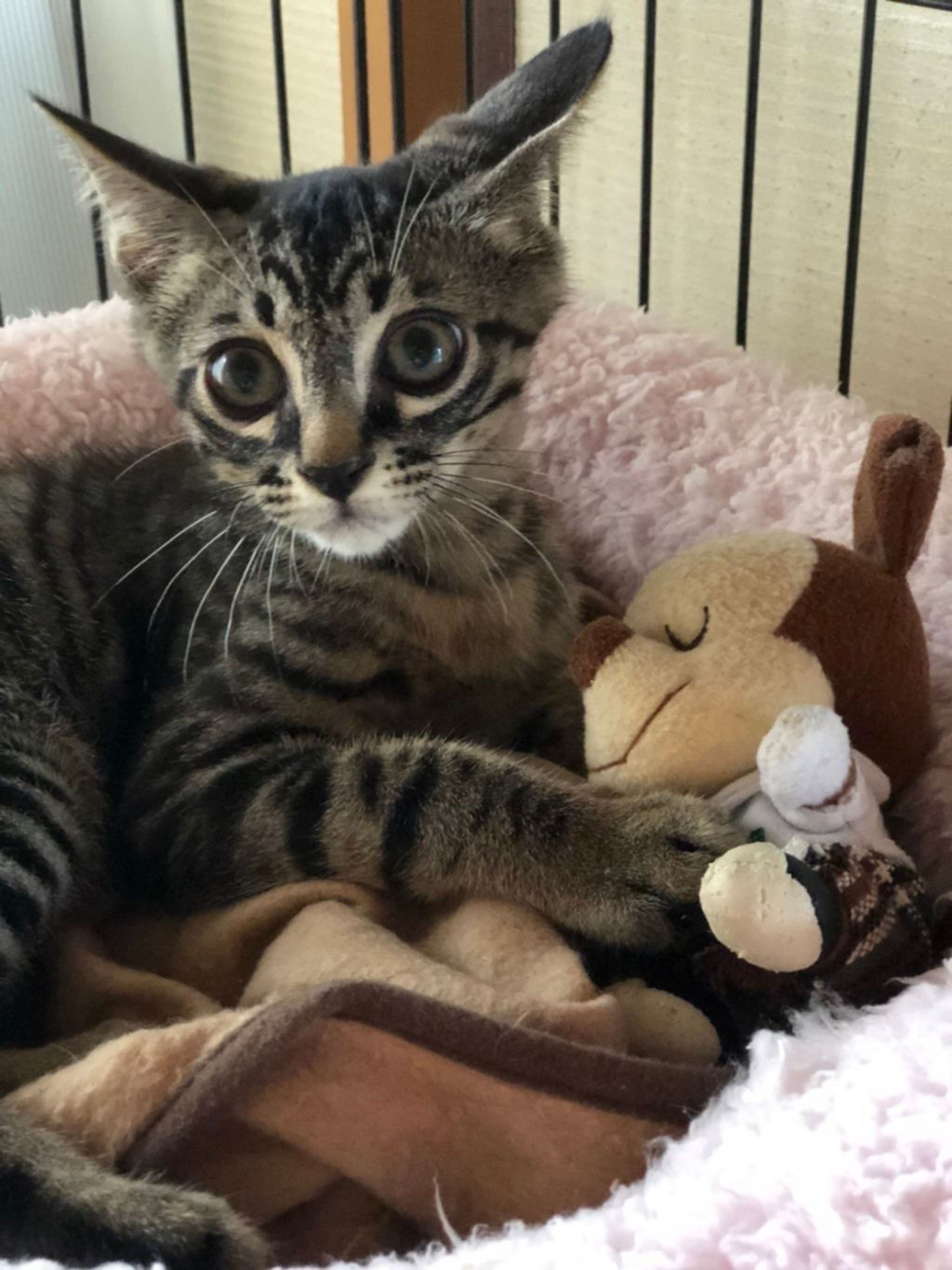 pet-image-2