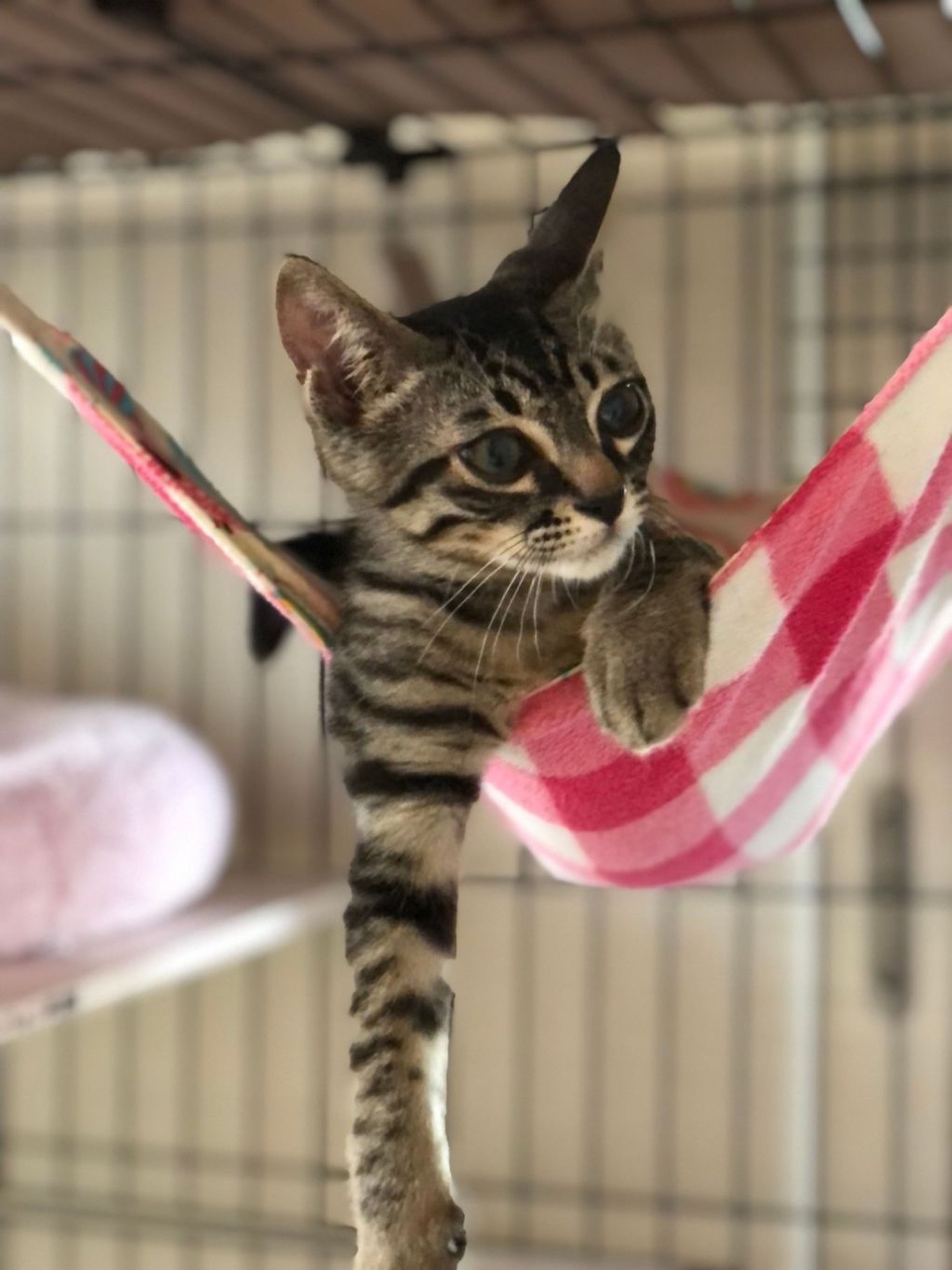 pet-image-3