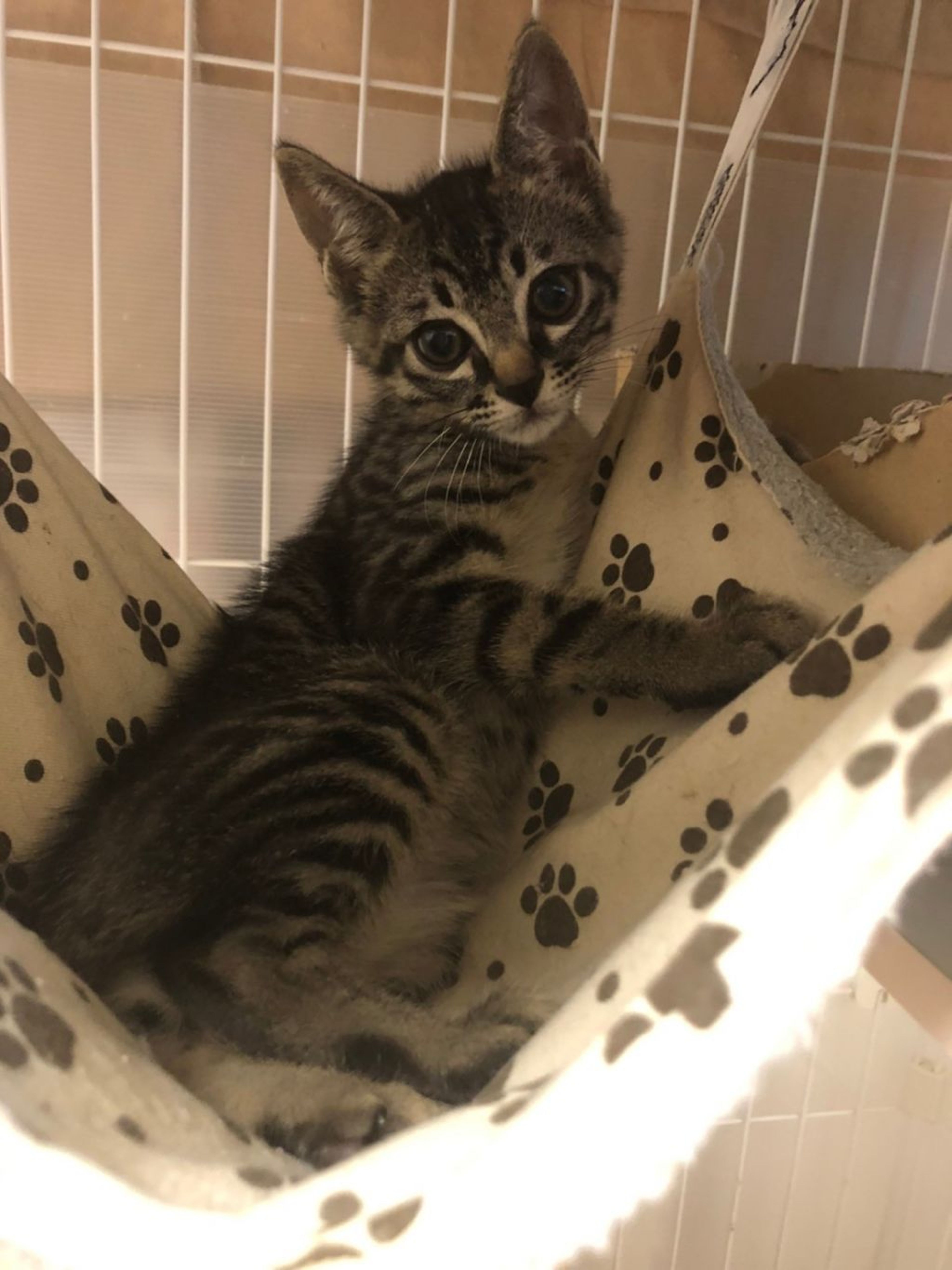 pet-image-4