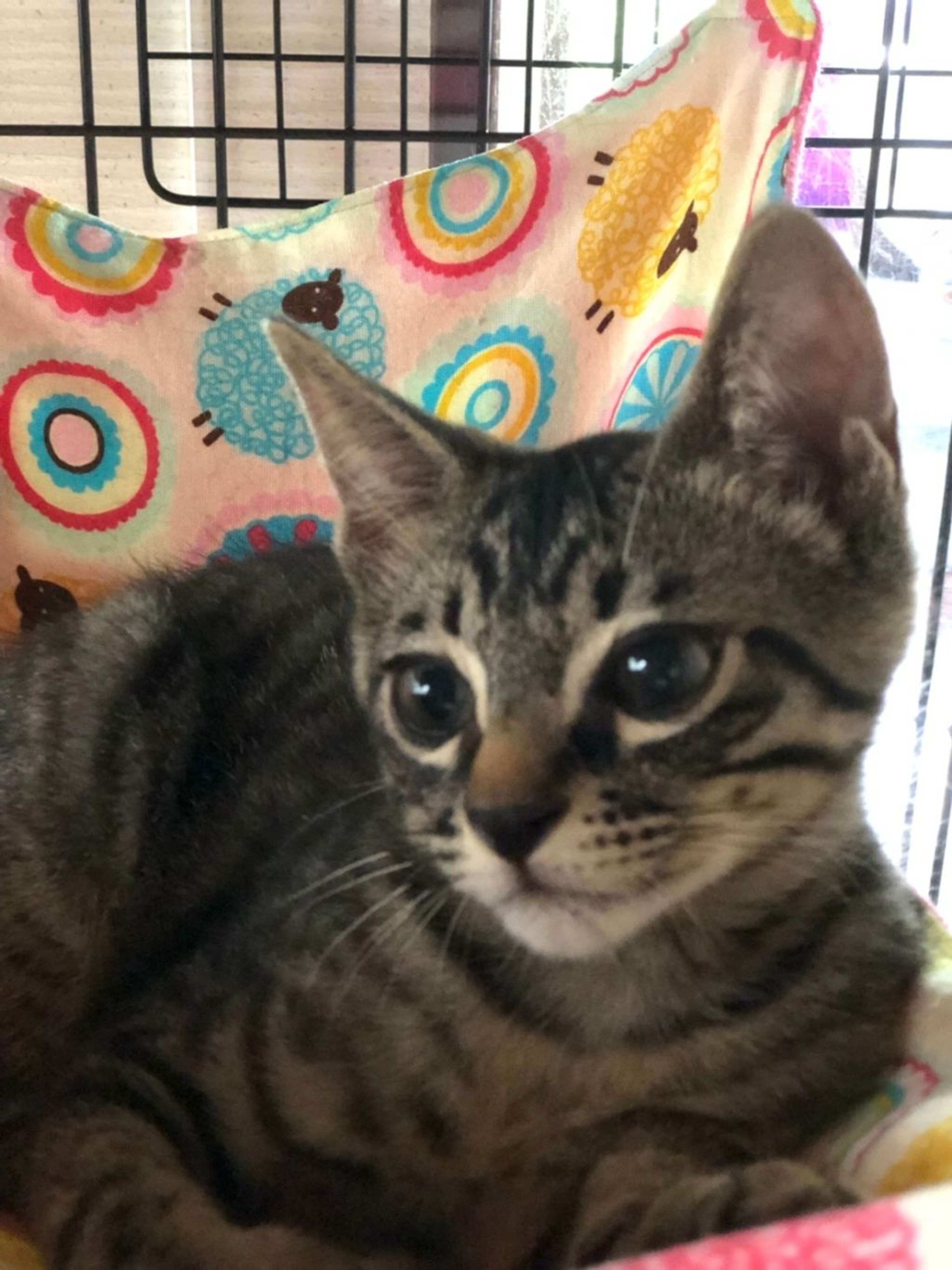 pet-image-5