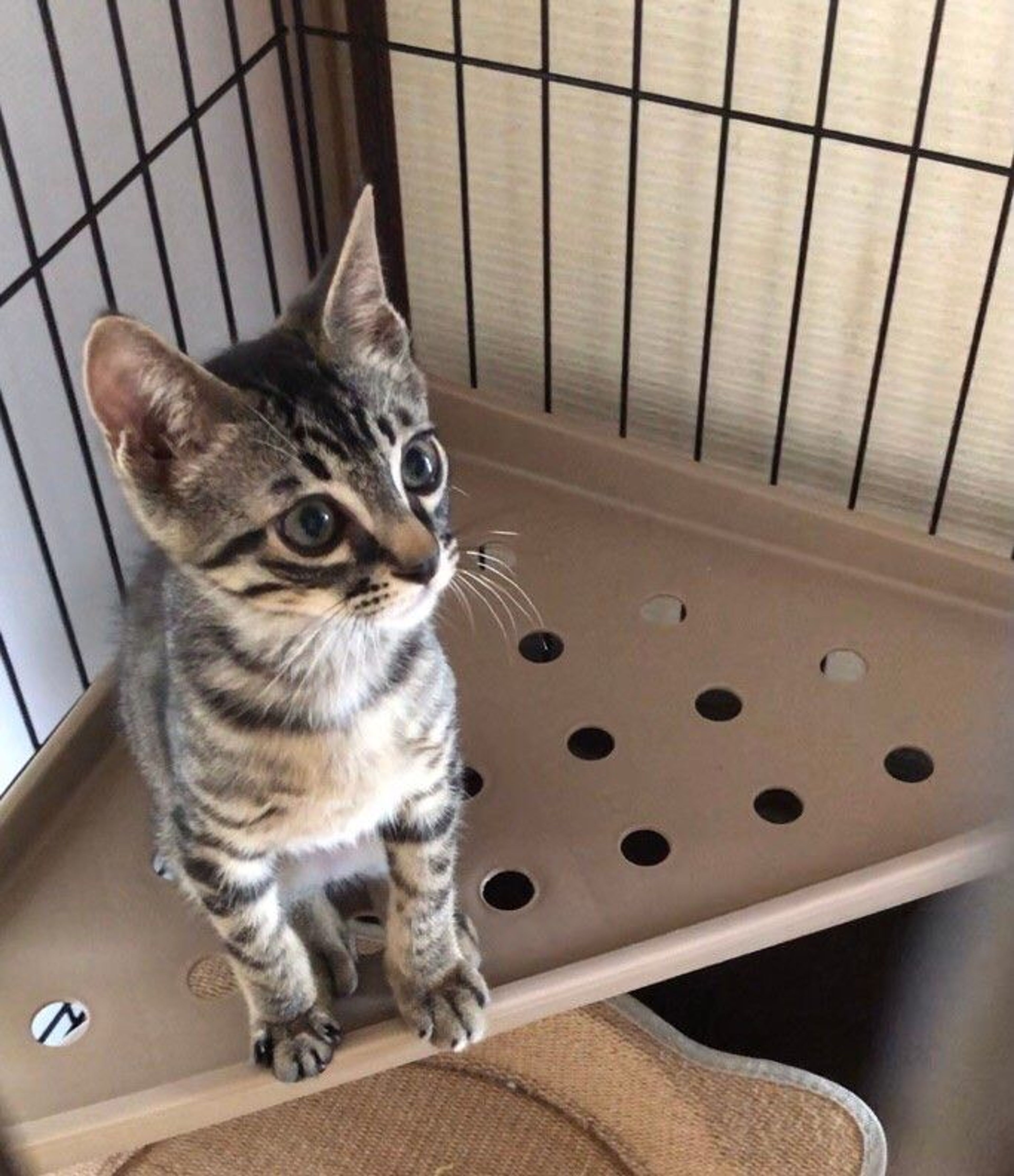 pet-image-7