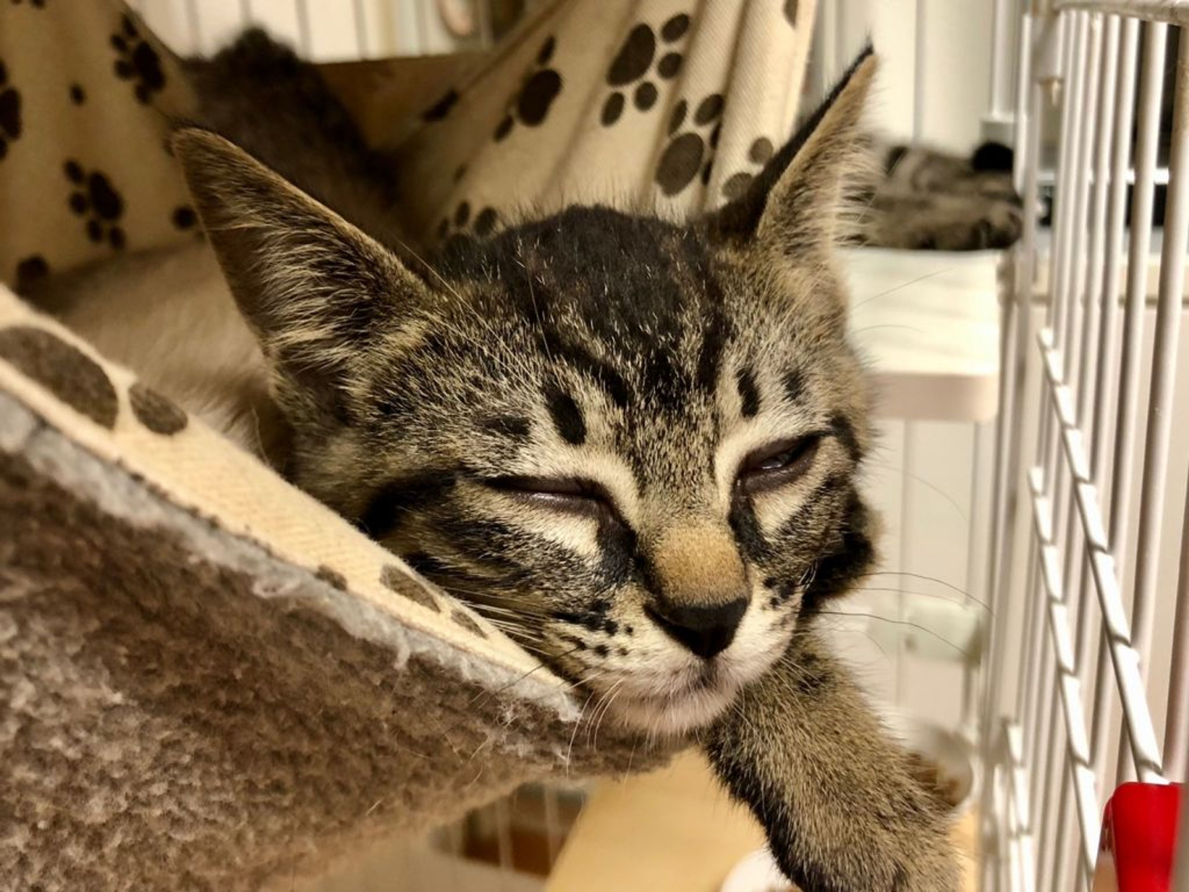 pet-image-8