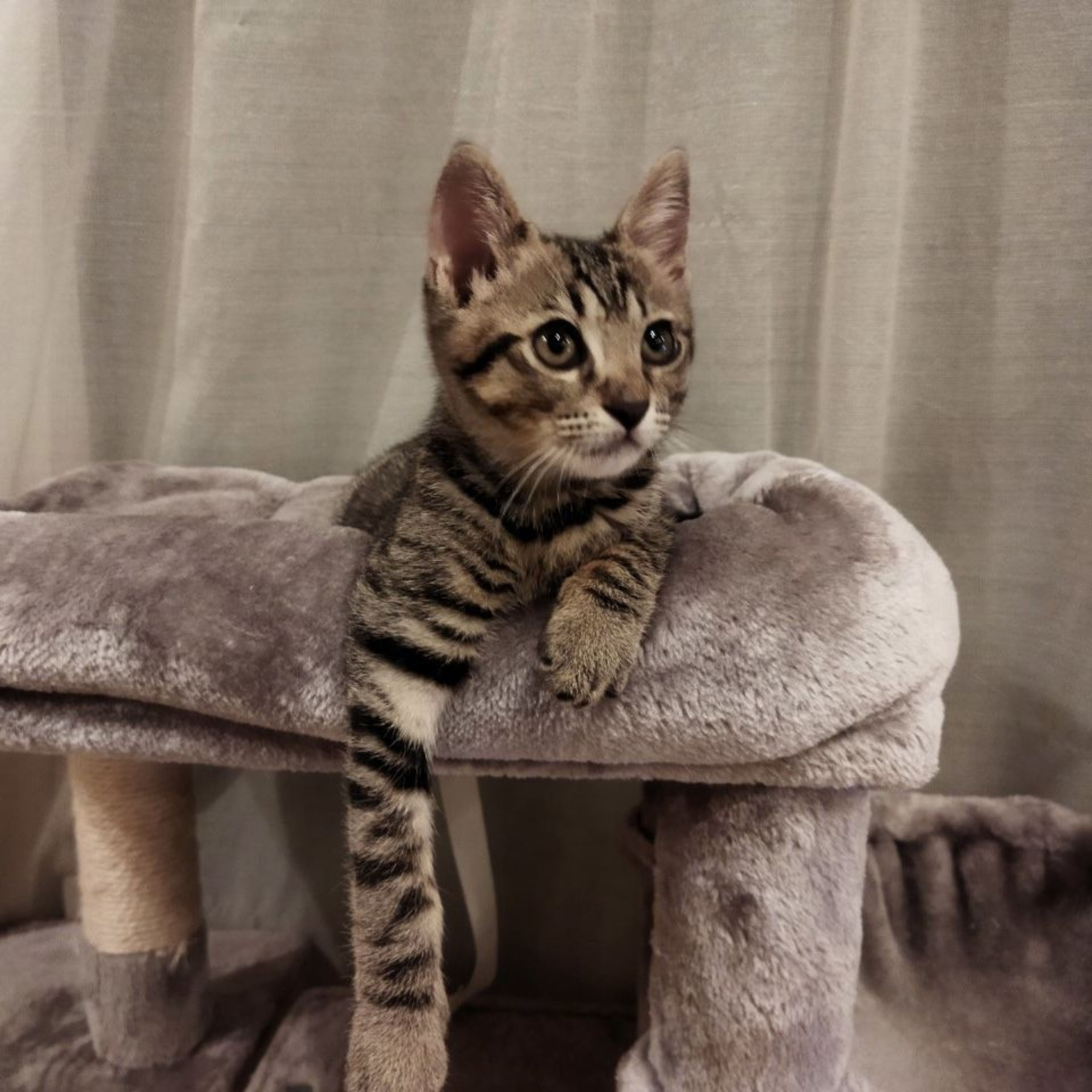雑種（ミックス猫）・オスの里親募集の写真
