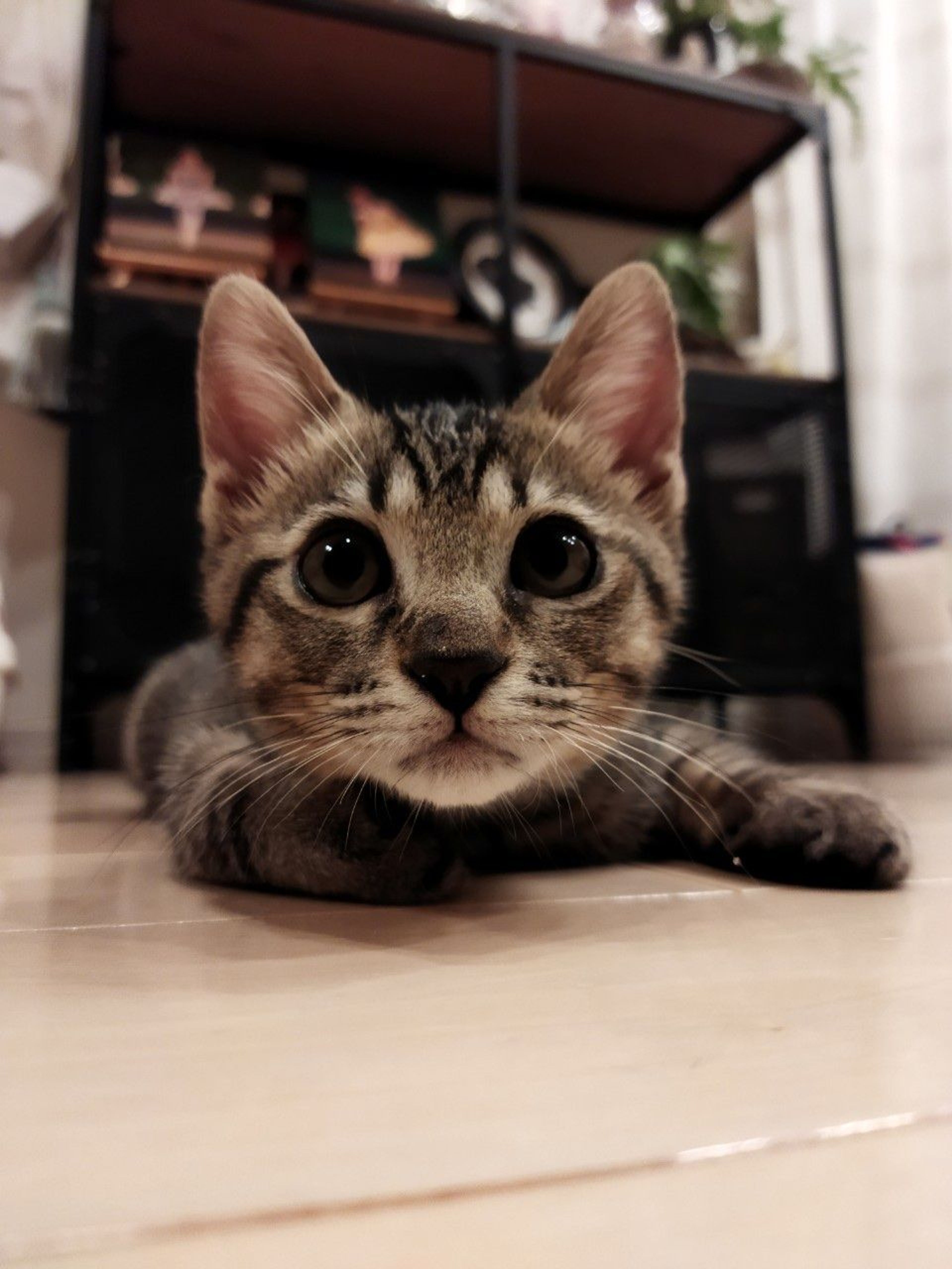 pet-image-2