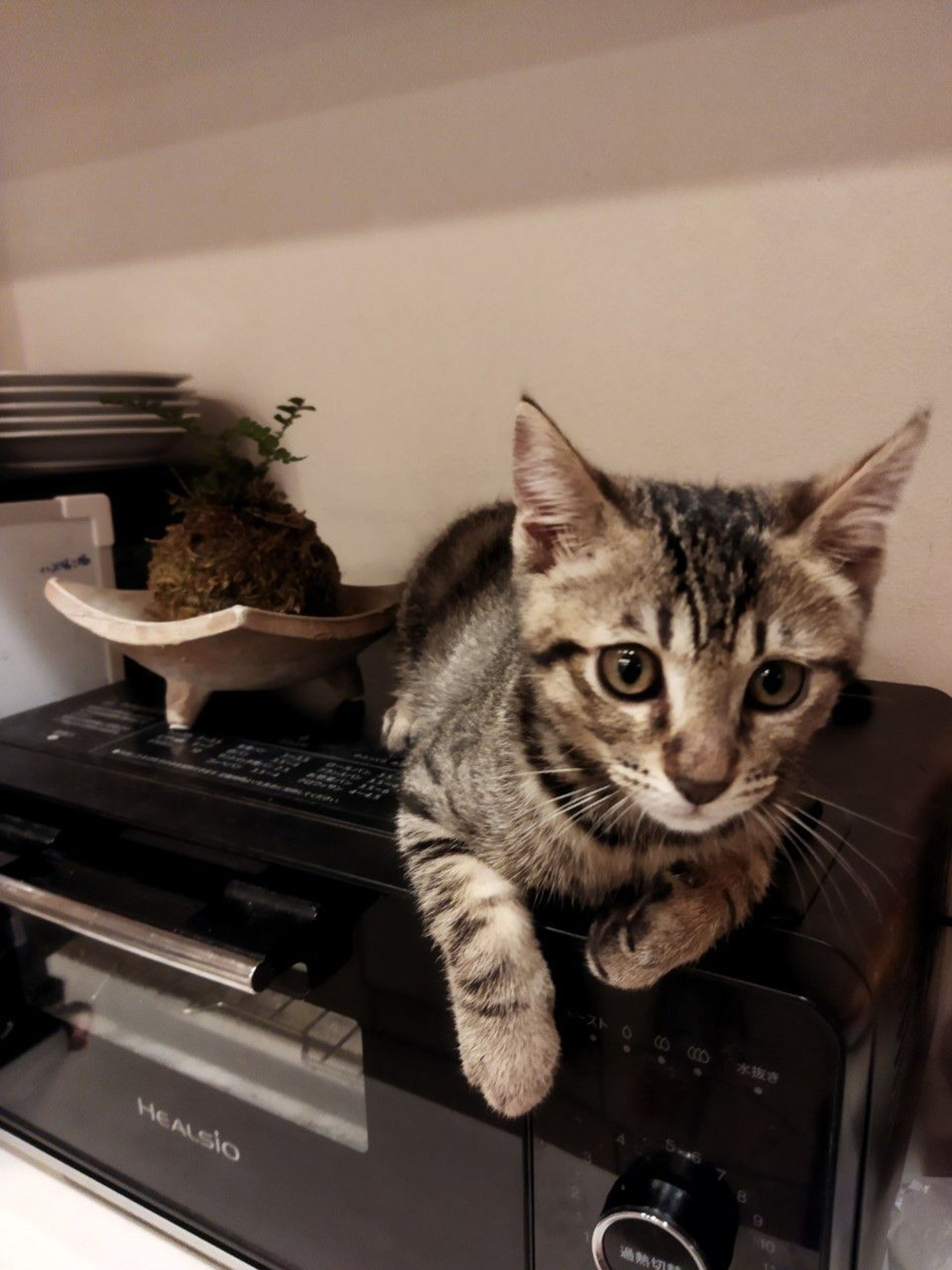 pet-image-3