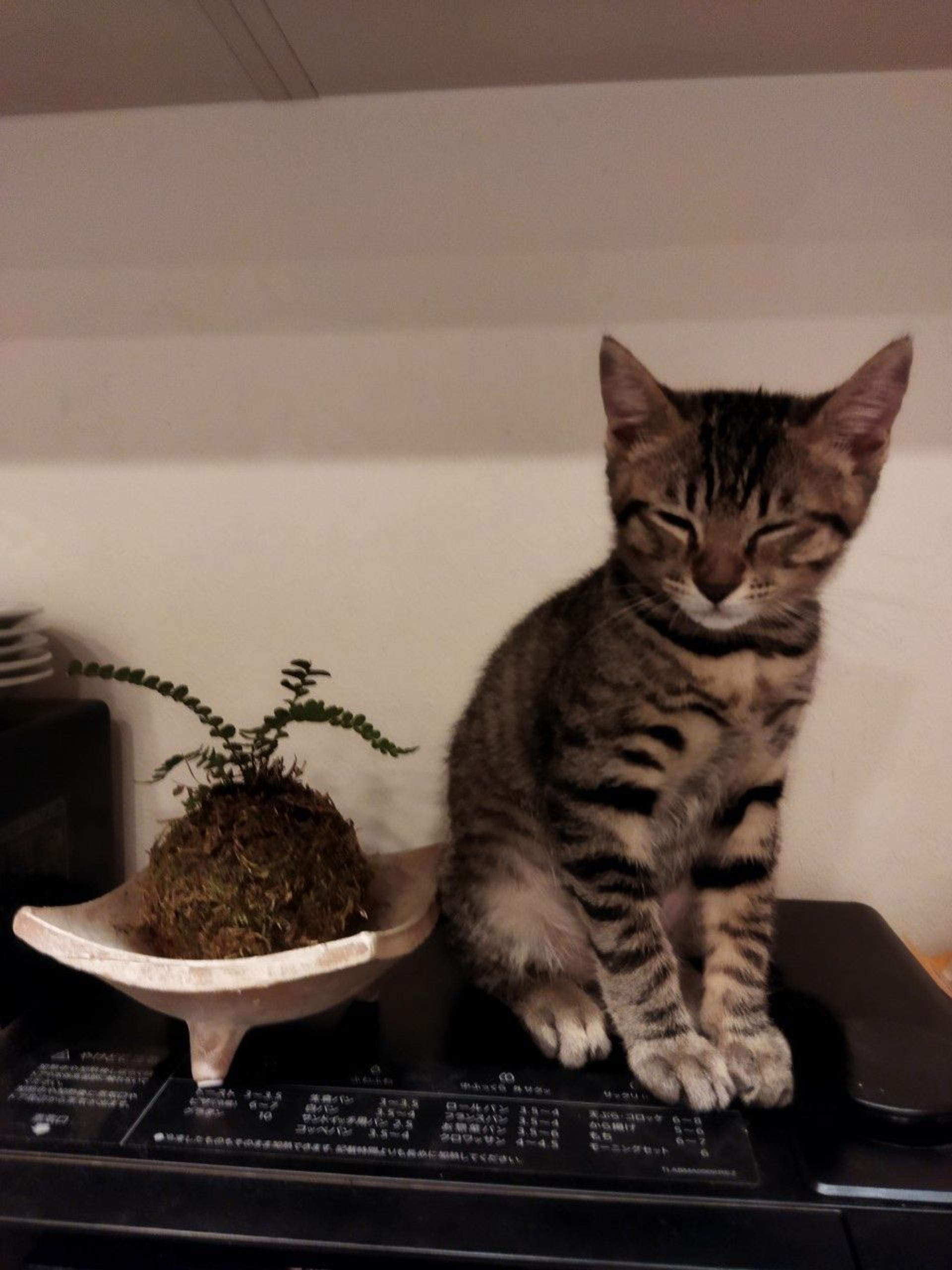 pet-image-4