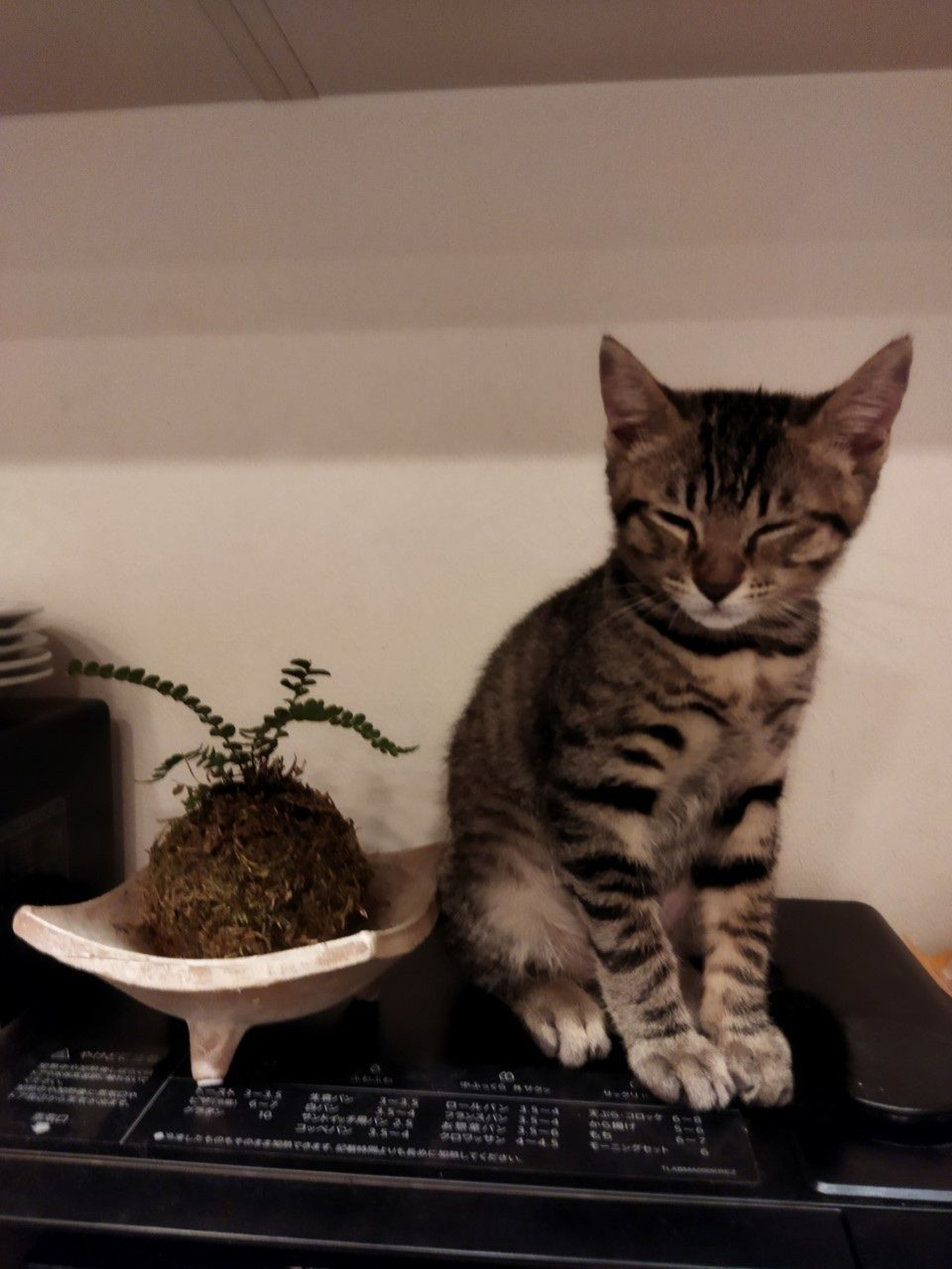pet-image-4