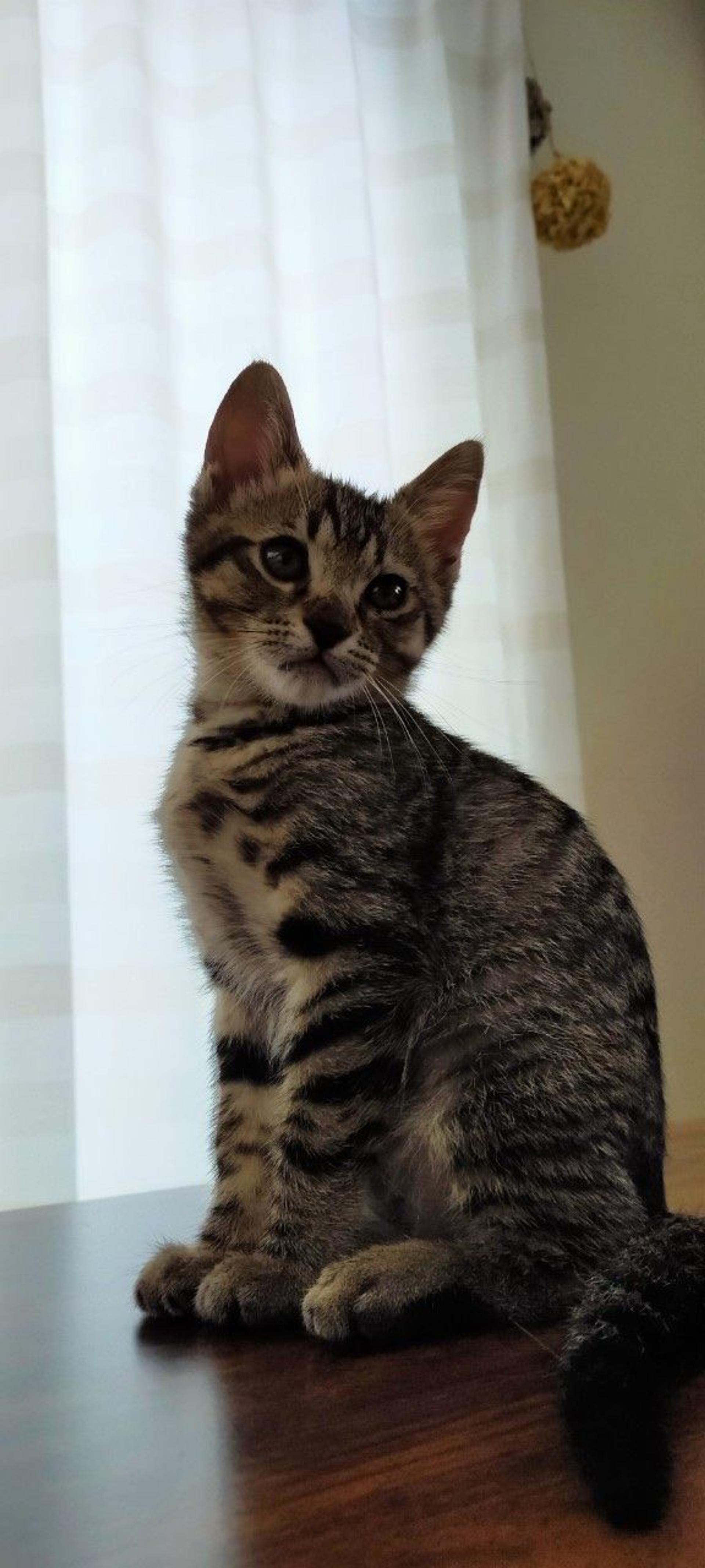 pet-image-5
