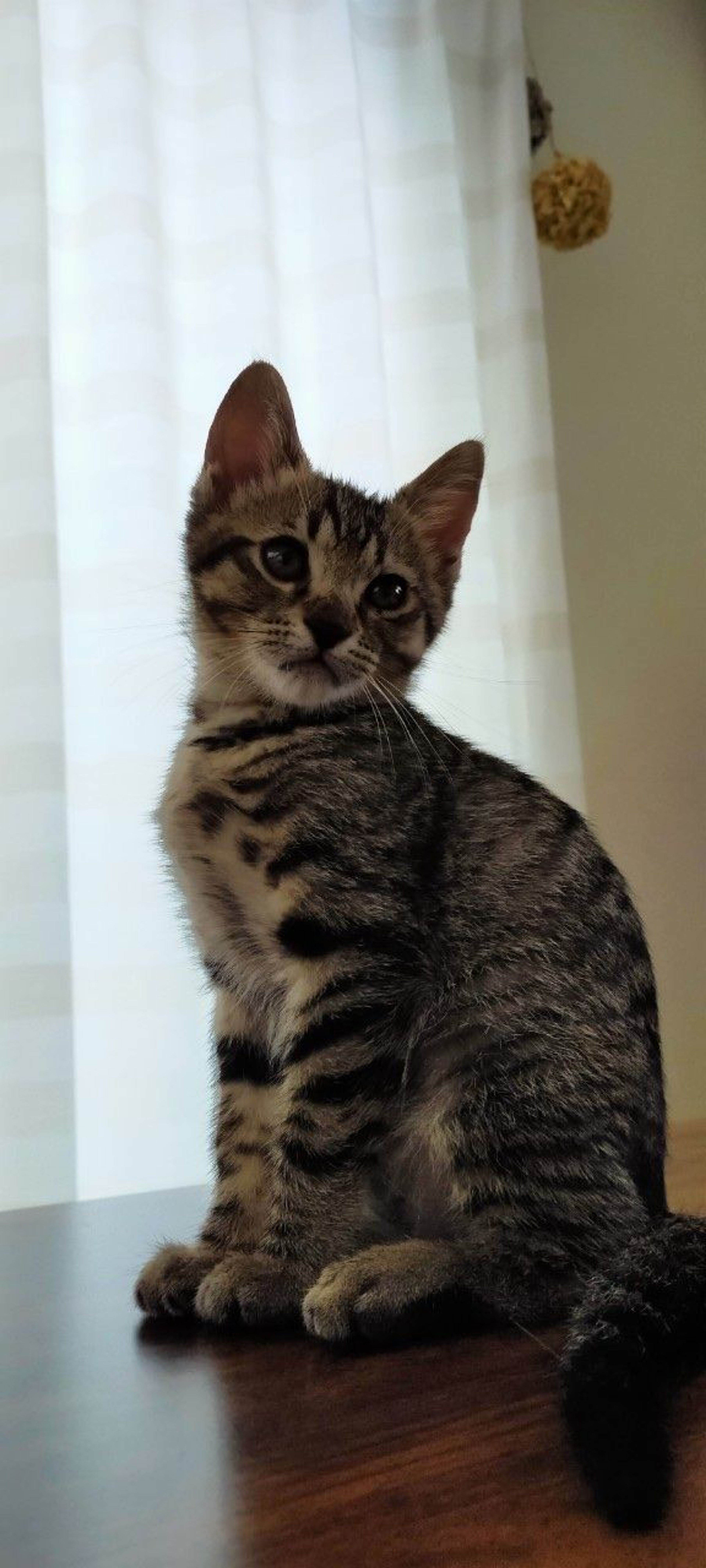 pet-image-5