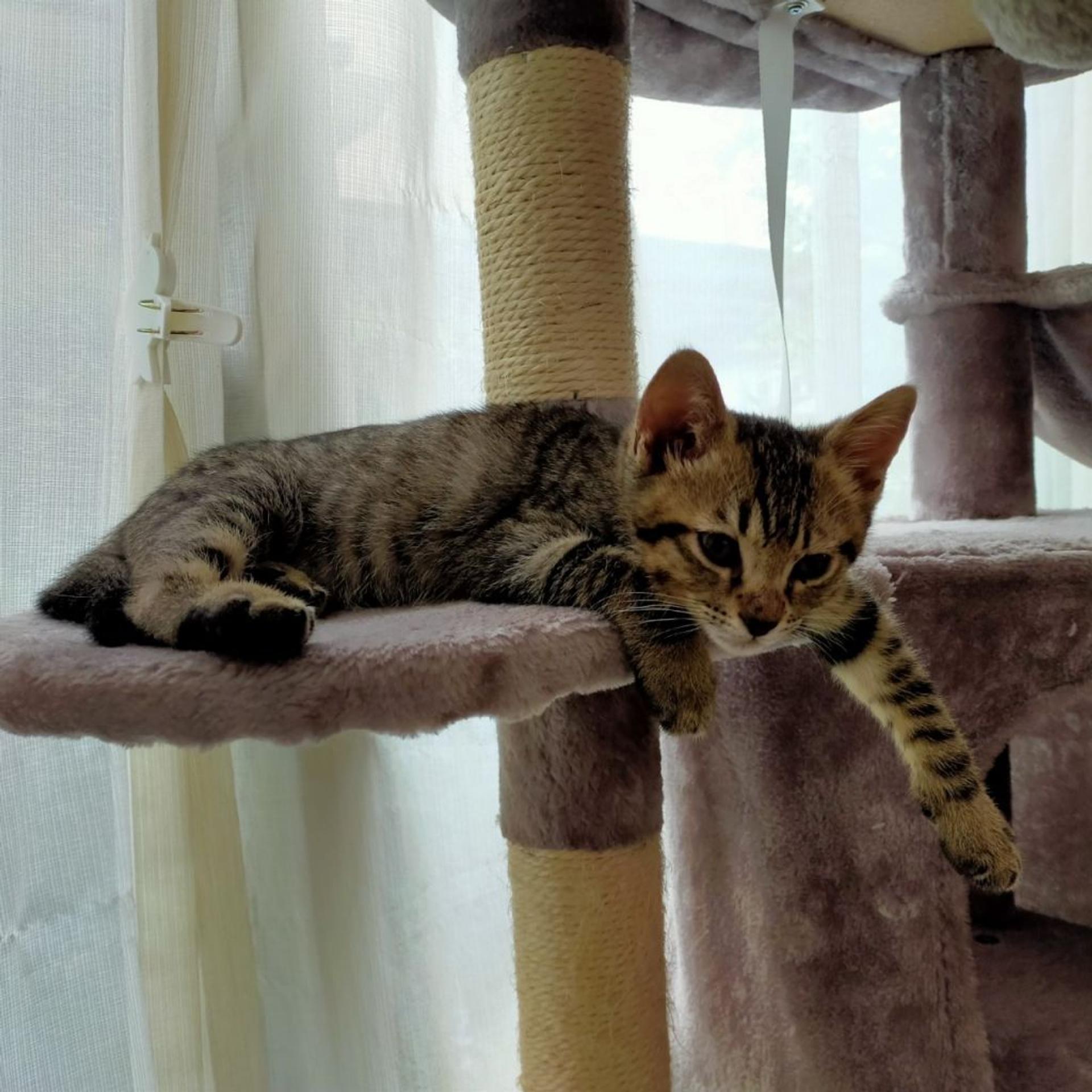 pet-image-6