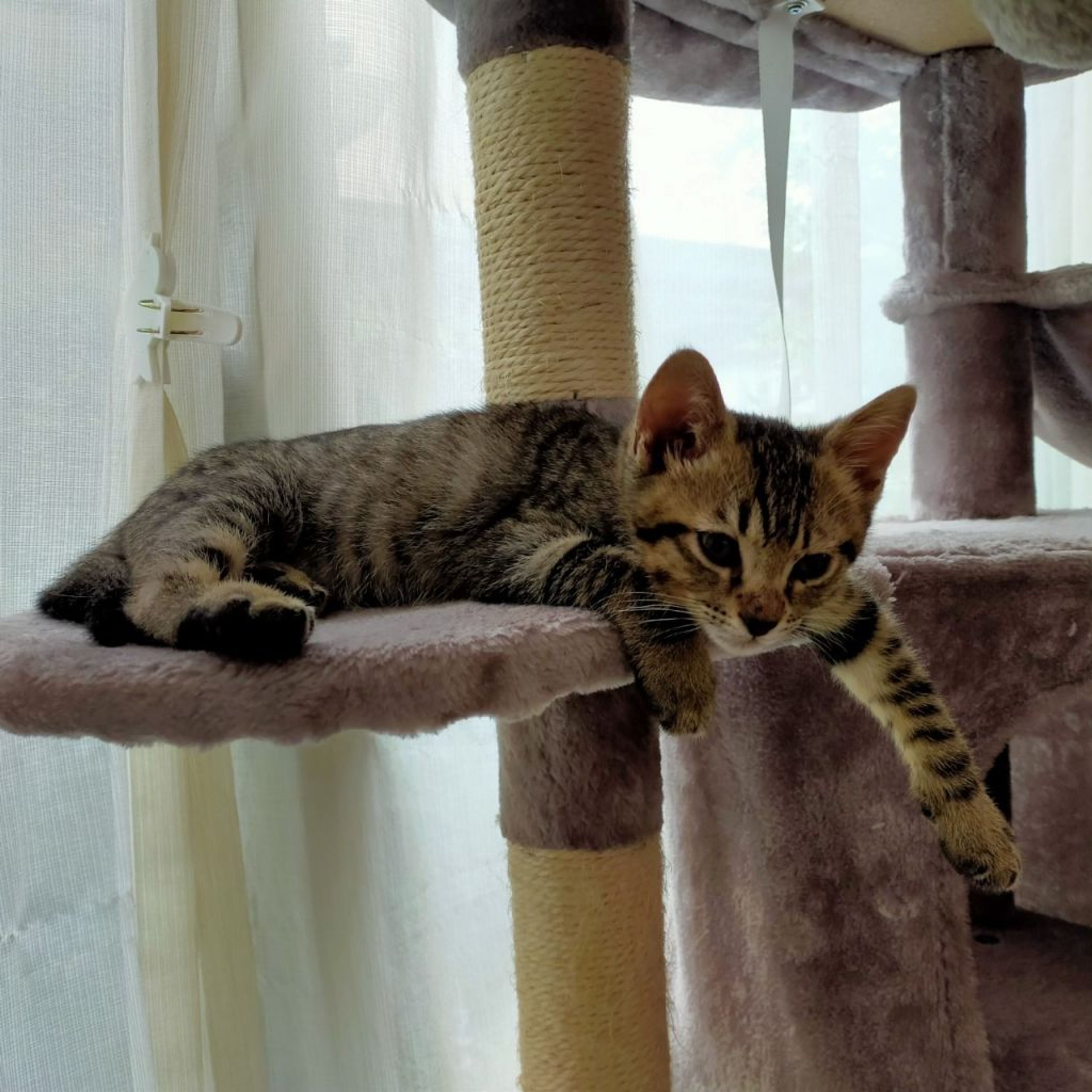 pet-image-6