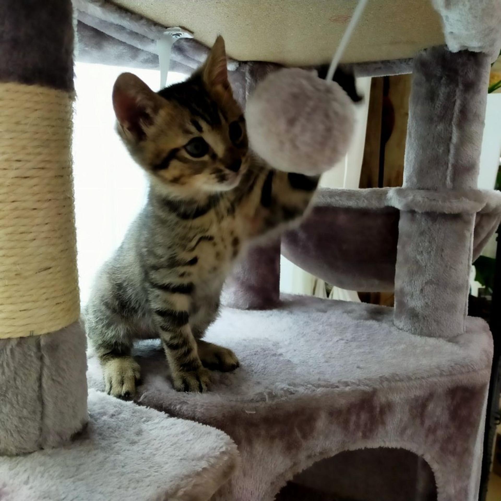 pet-image-7