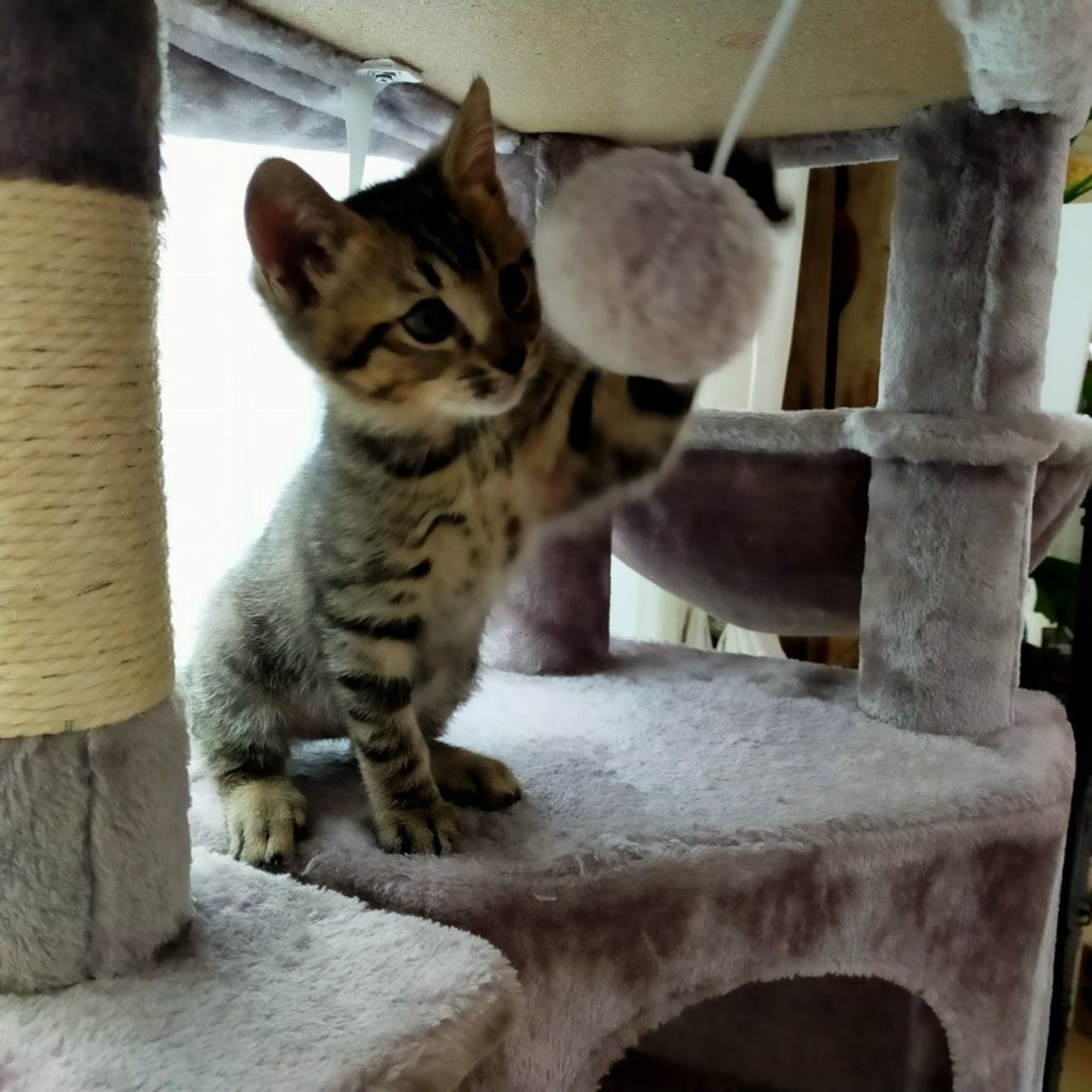 pet-image-7