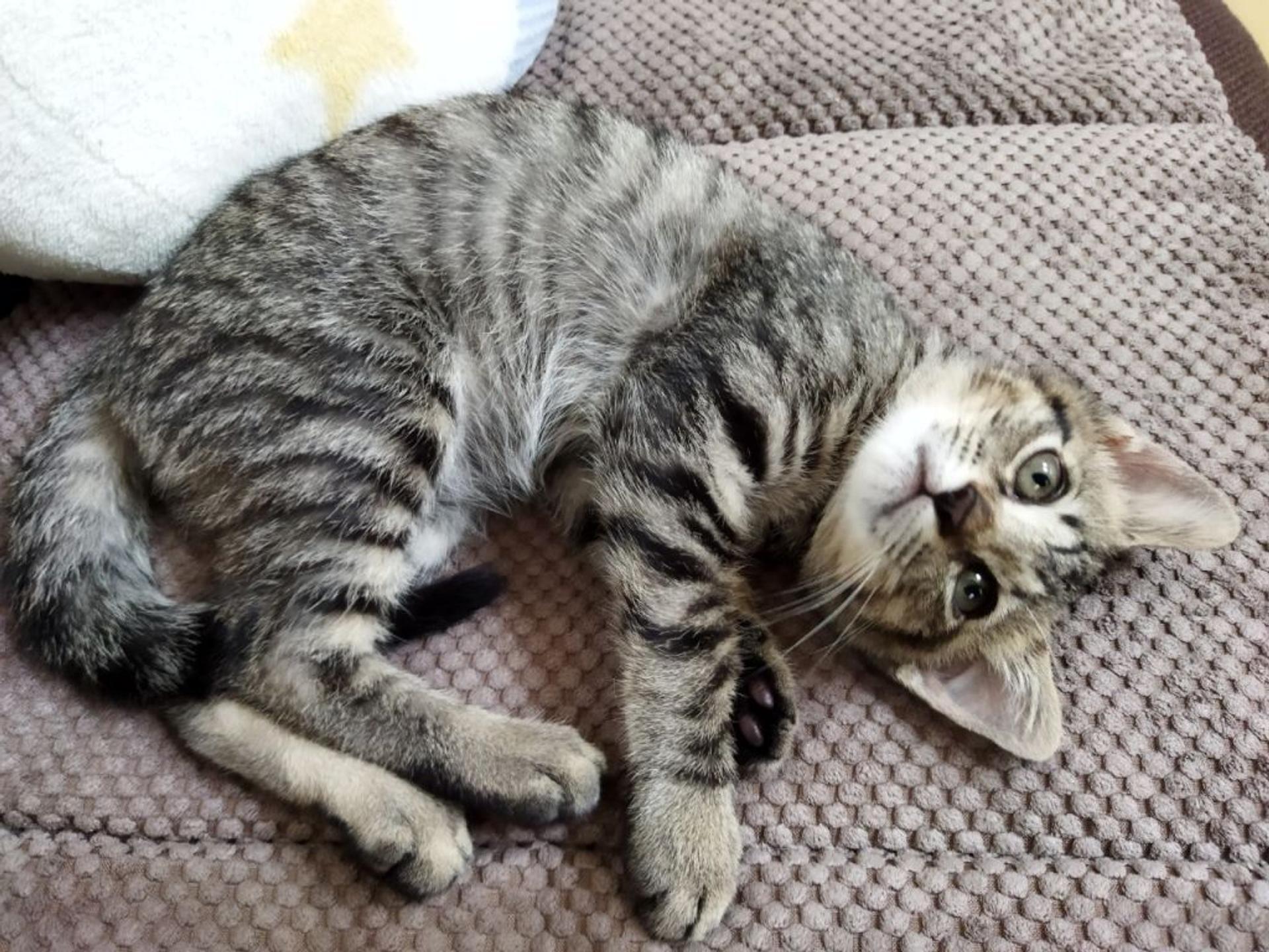 pet-image-9