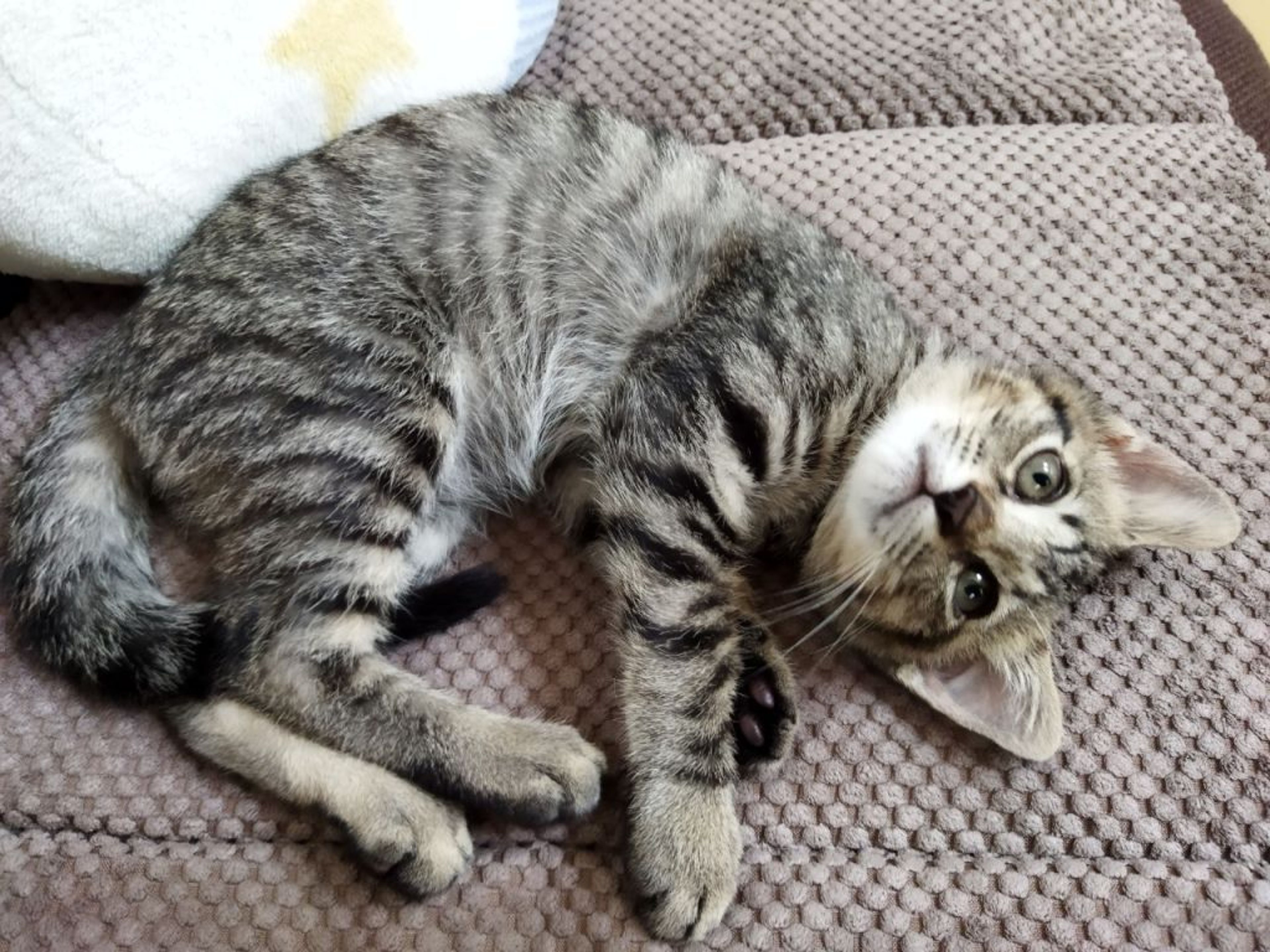 pet-image-9
