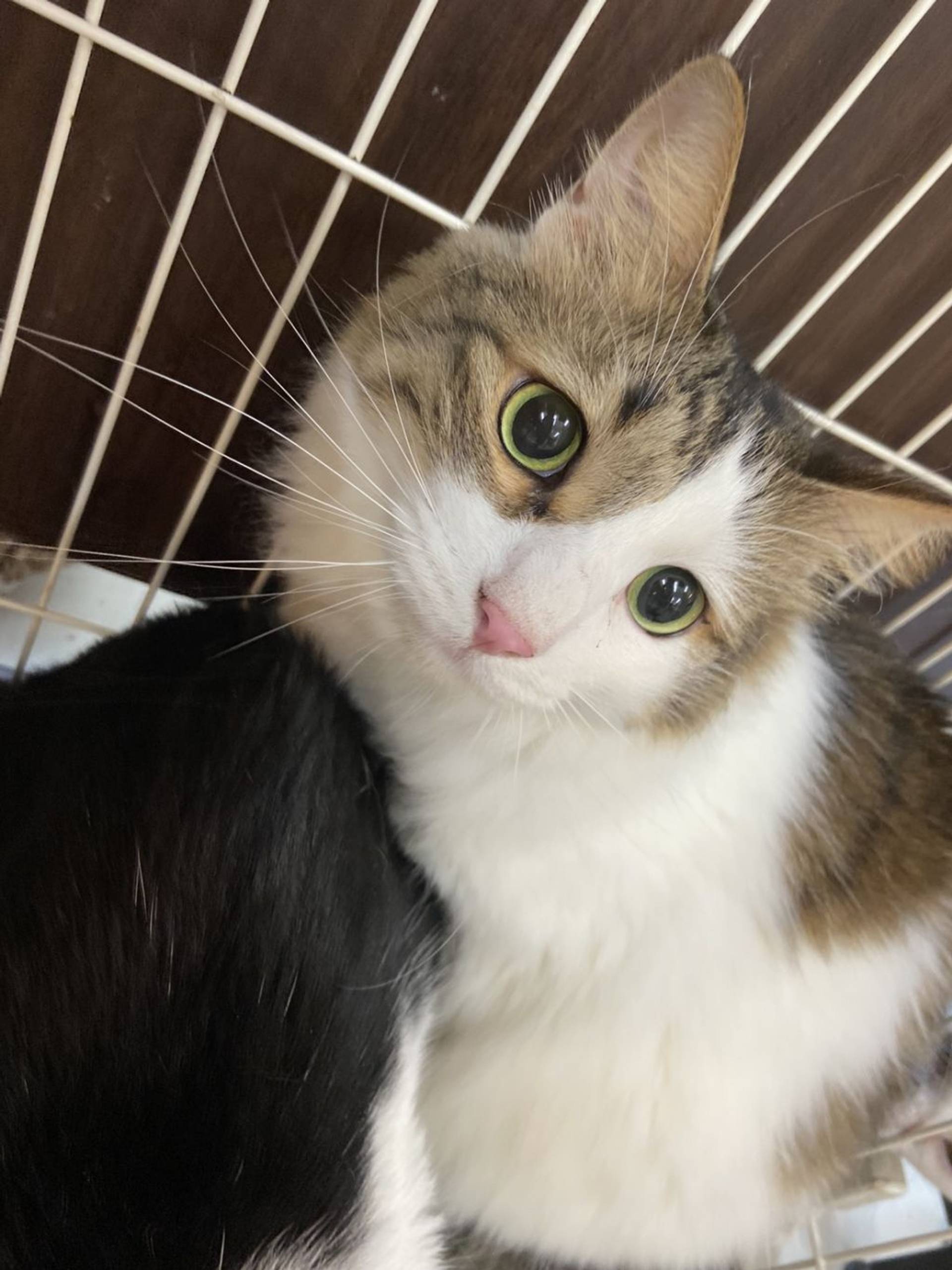 雑種（ミックス猫）・オスの里親募集の写真