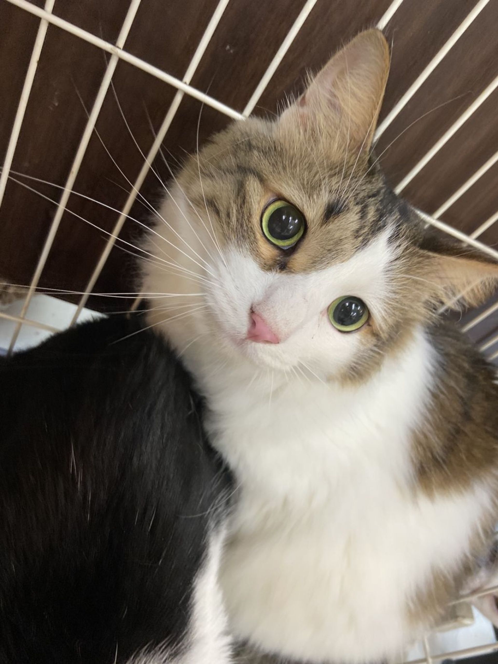 雑種（ミックス猫）・オスの里親募集の写真