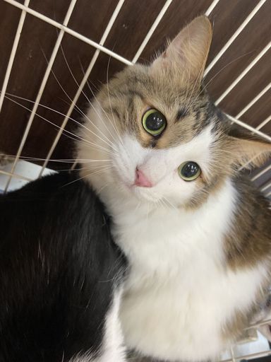 ぽち