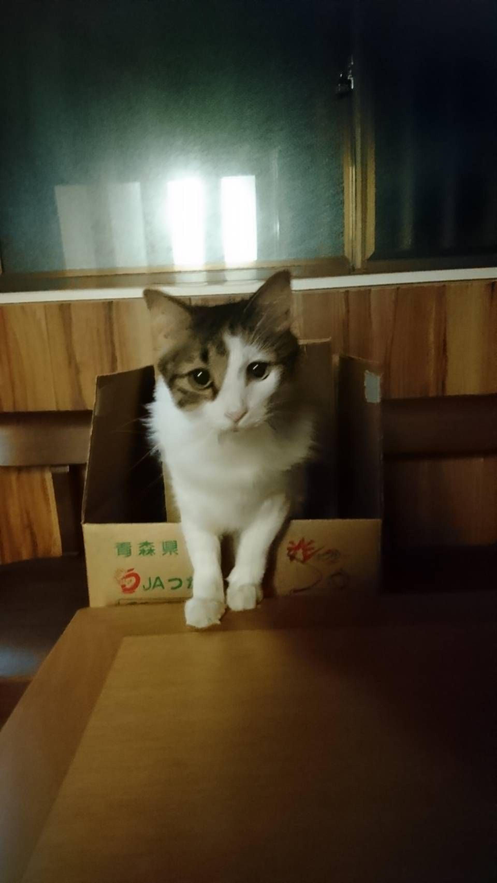 pet-image-4