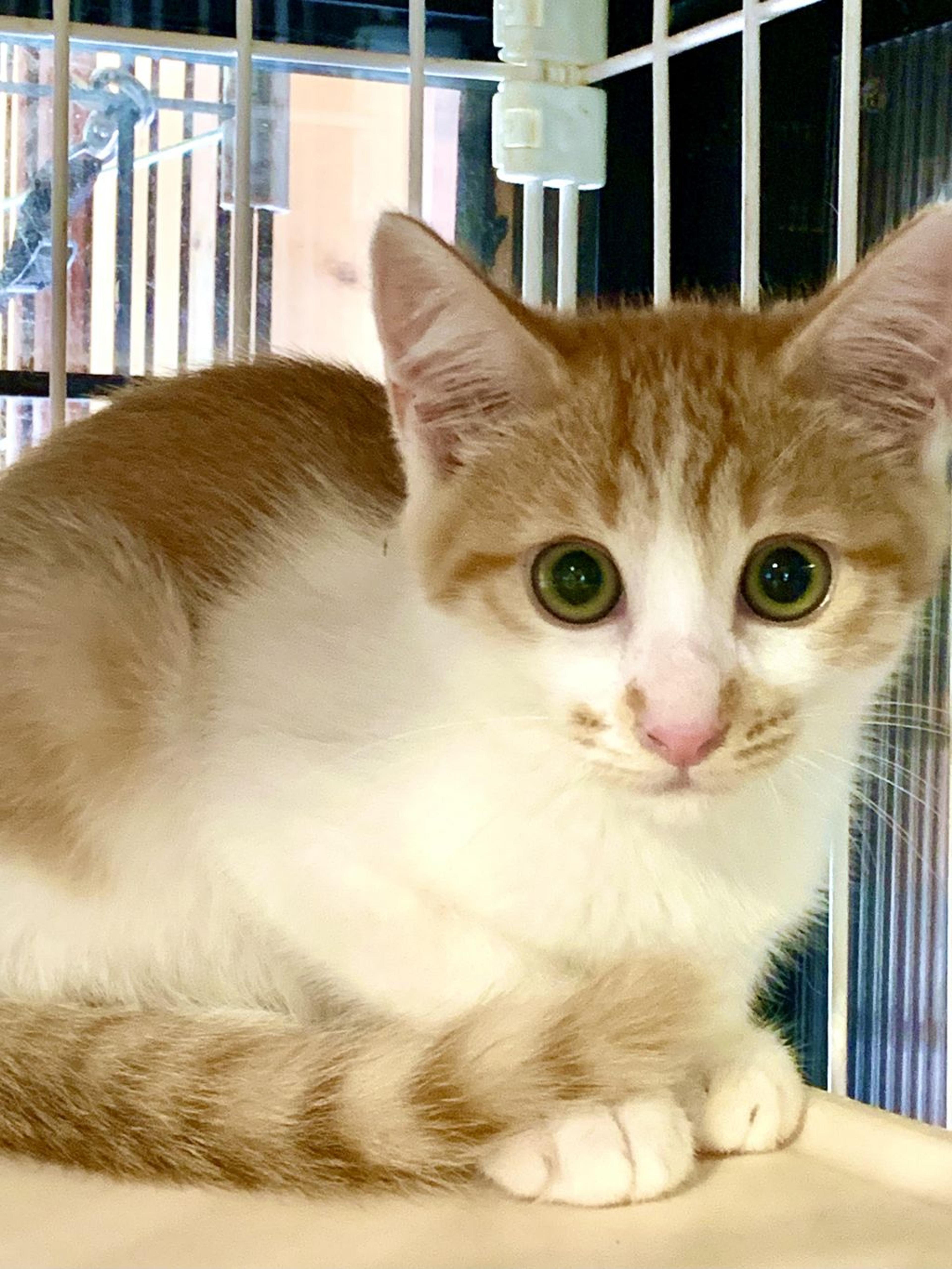 pet-image-3