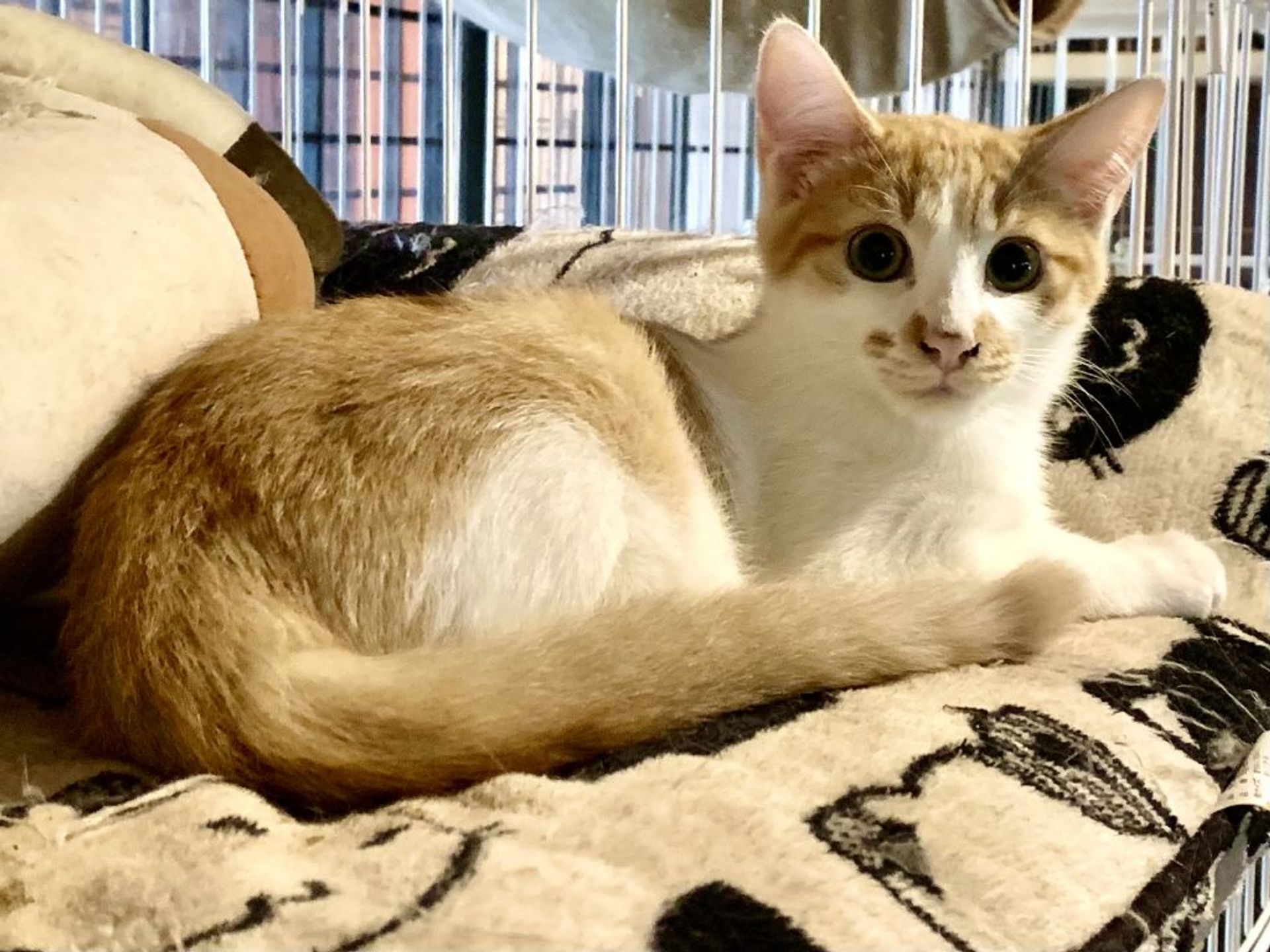 日本猫・オスの里親募集の写真