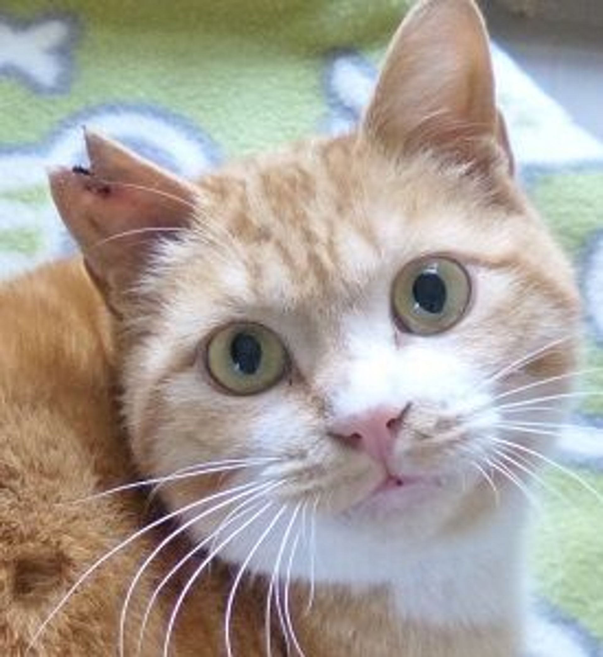 雑種（ミックス猫）・オスの里親募集の写真