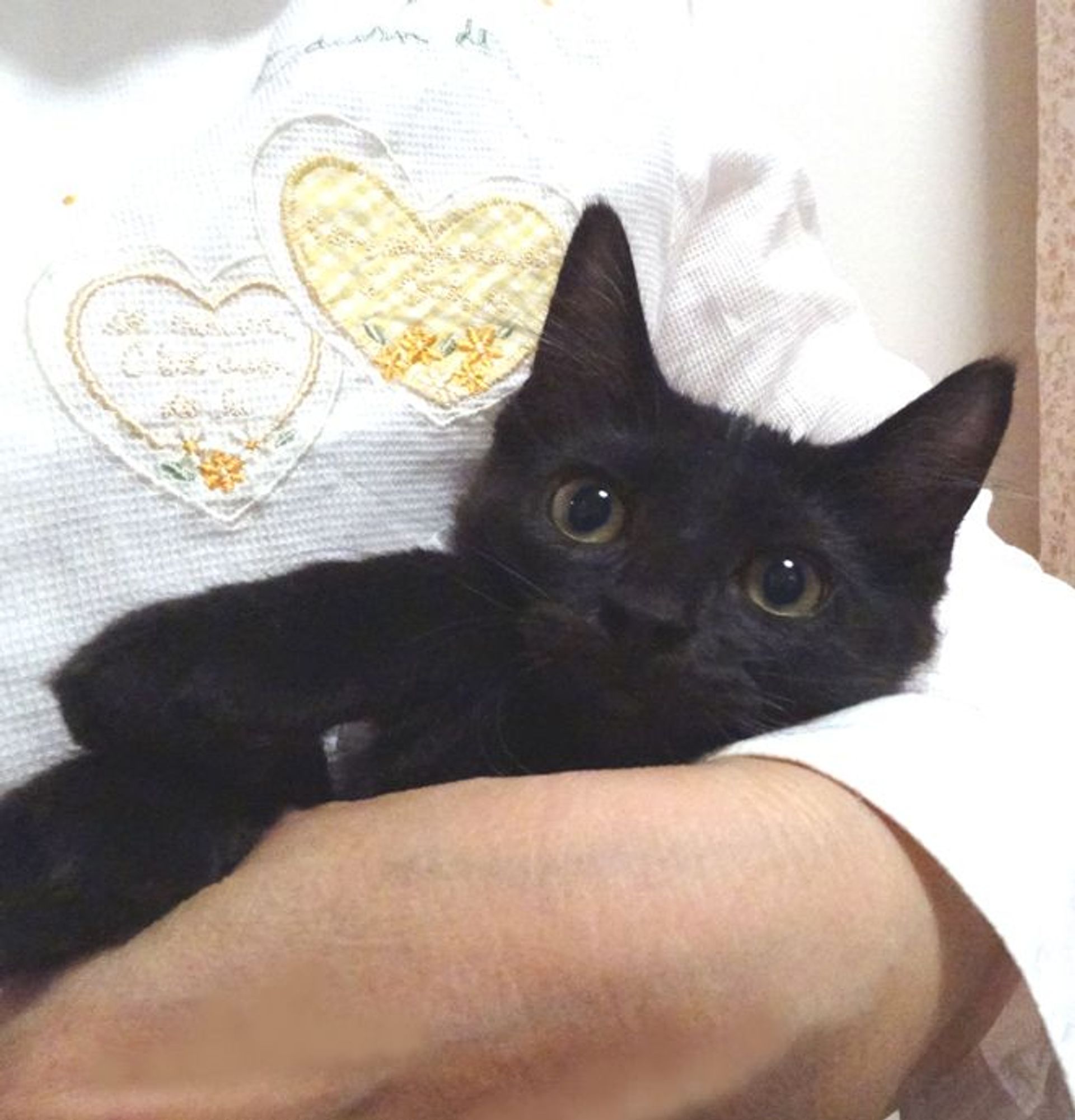 雑種（ミックス猫）・オスの里親募集の写真