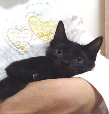 愛(あい)ちゃんの写真