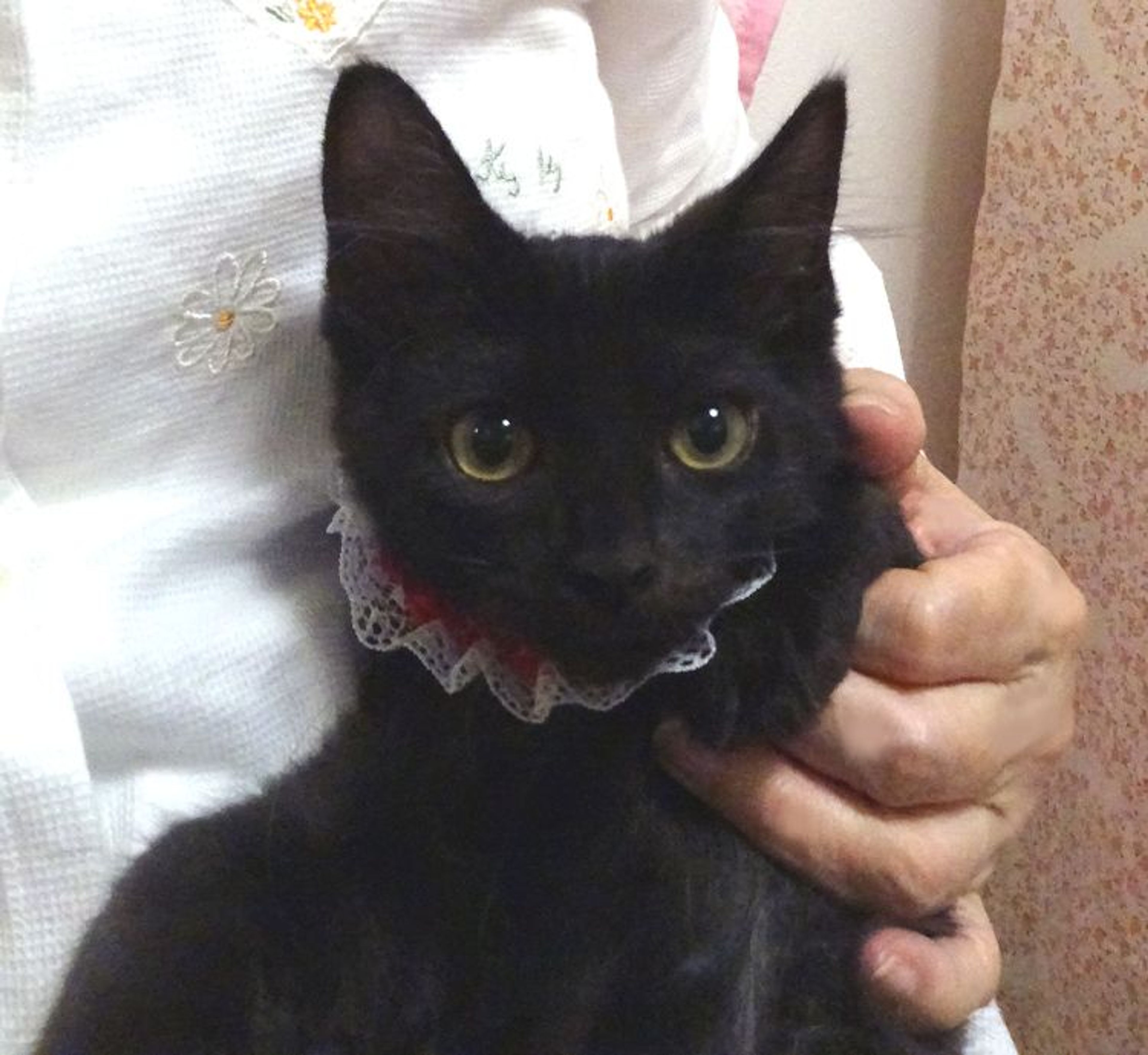 pet-image-2